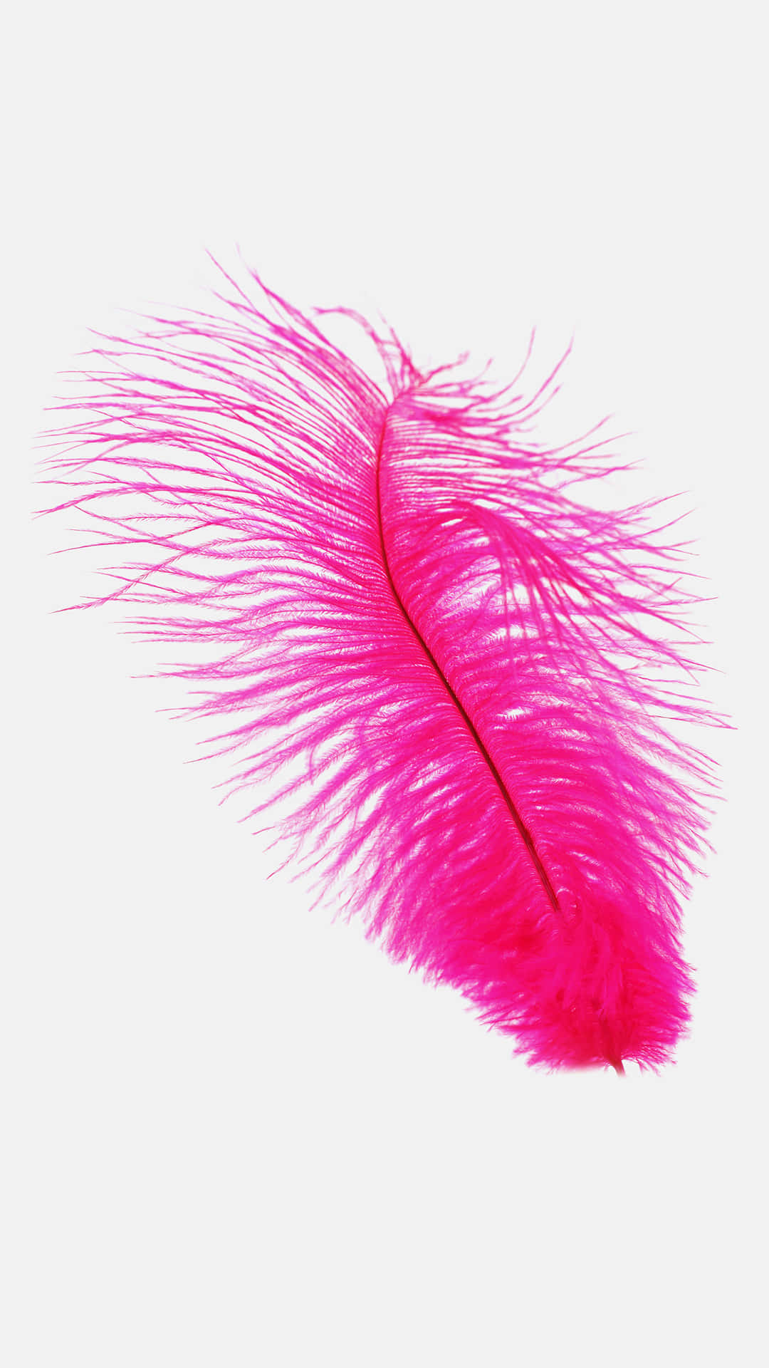 A Pink Feather On A White Background