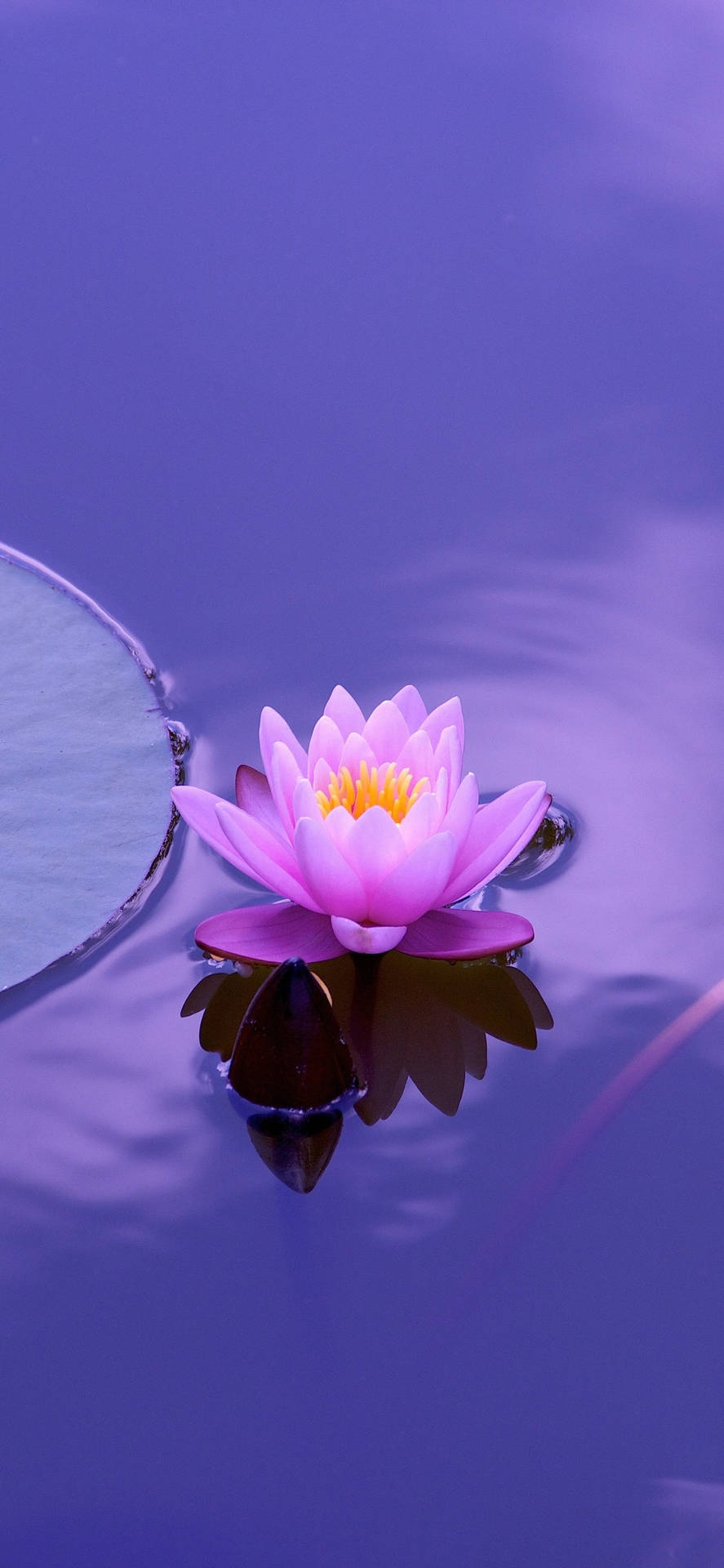 A Pink Flower Floating In A Pond Background