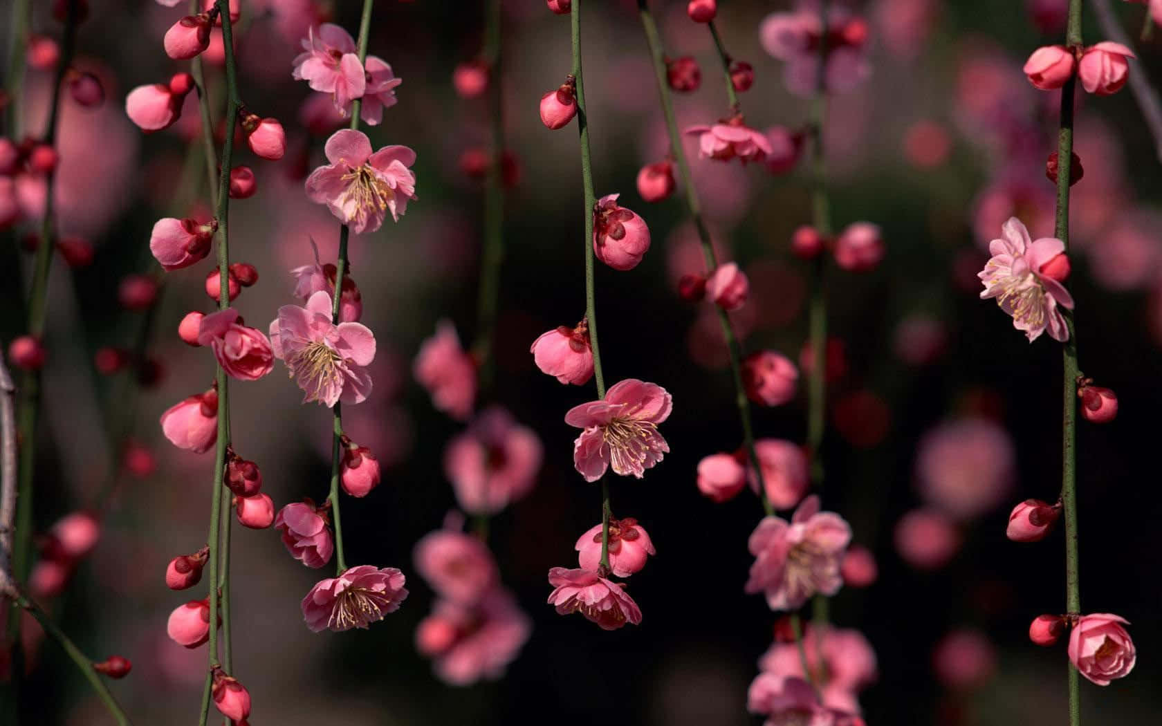 A Pink Flower Hangs From A Branch Background