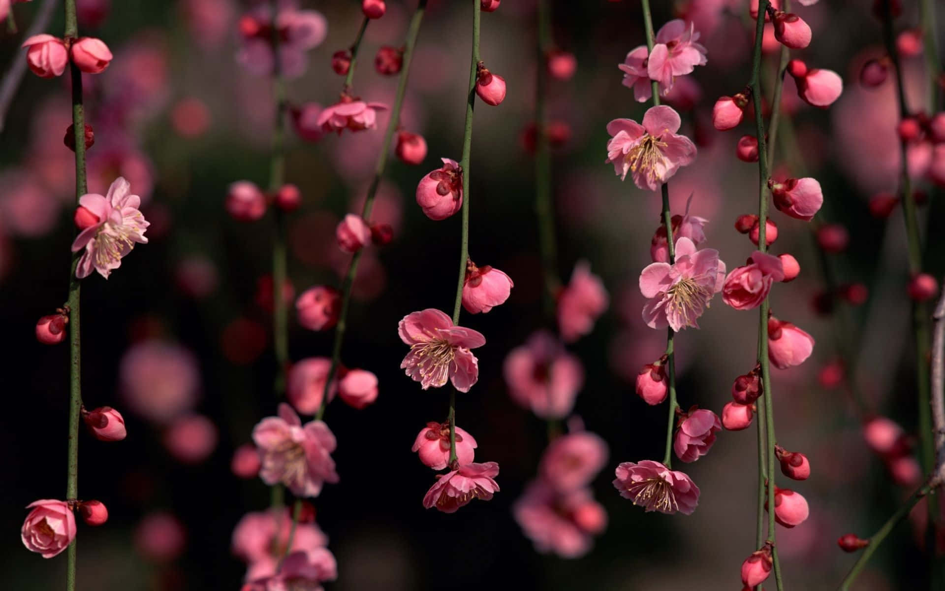 A Pink Flower Hangs From A Branch Background