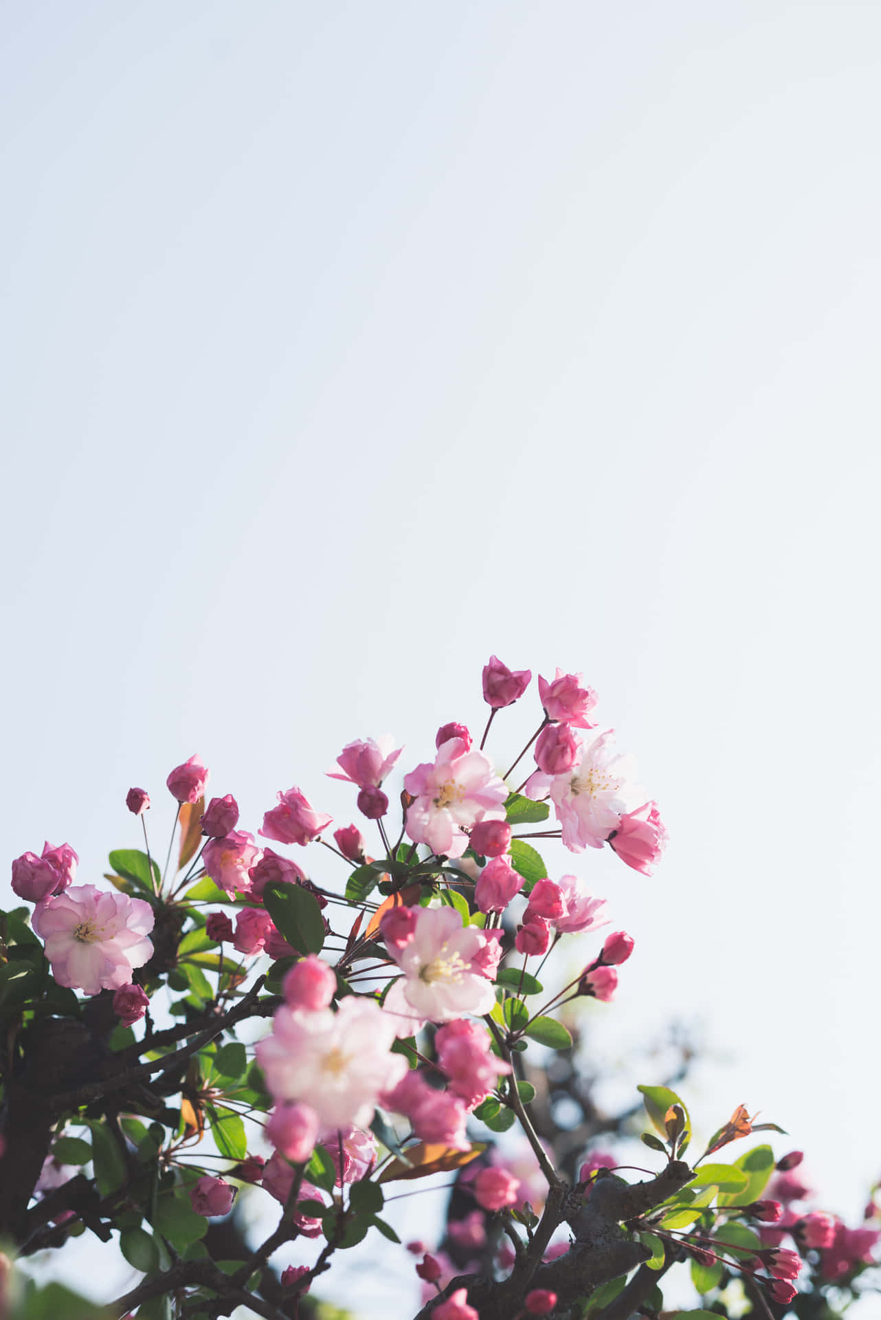 A Pink Flower Is Growing On A Tree Background