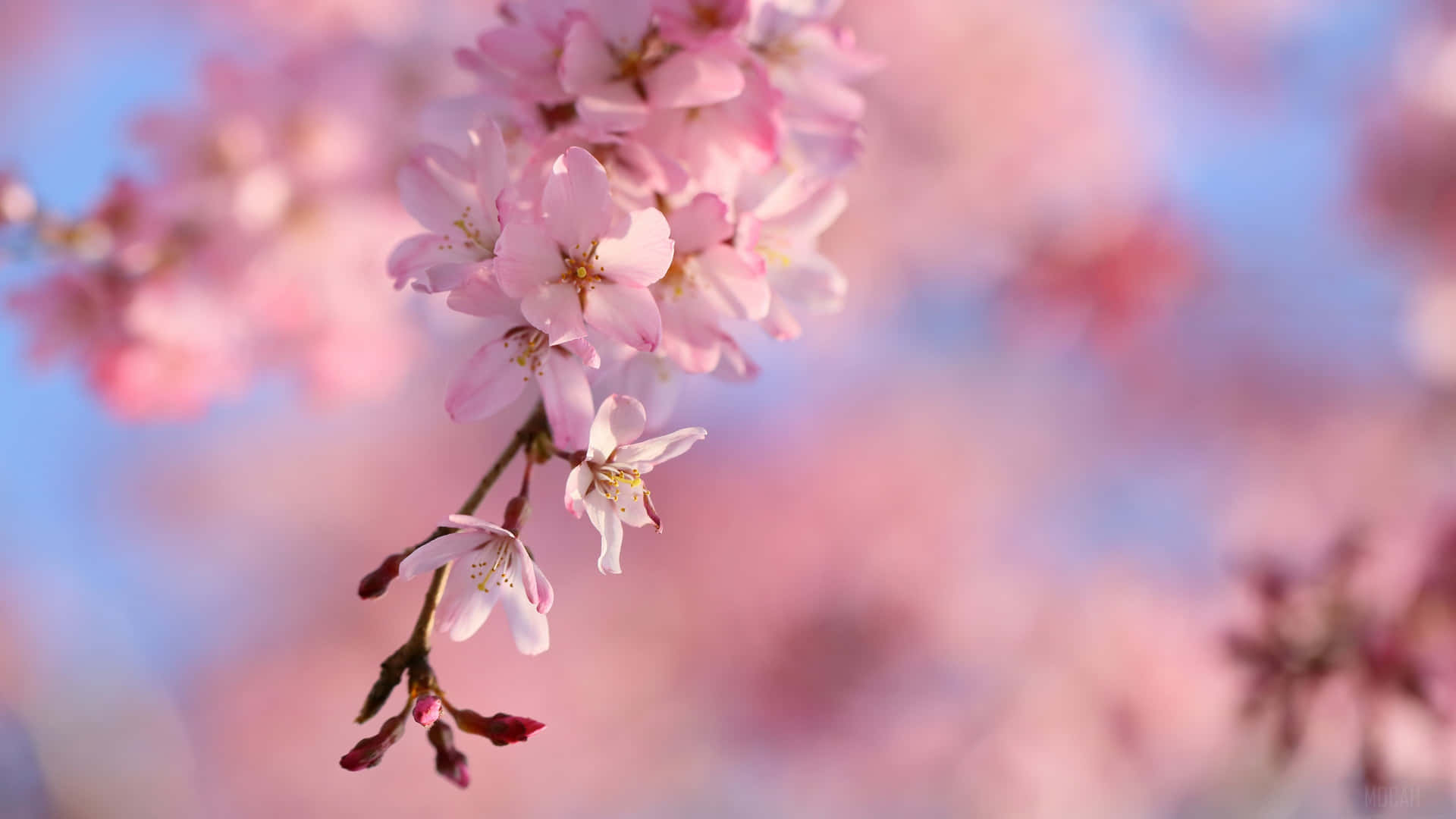 A Pink Flower Is Hanging From A Branch Background