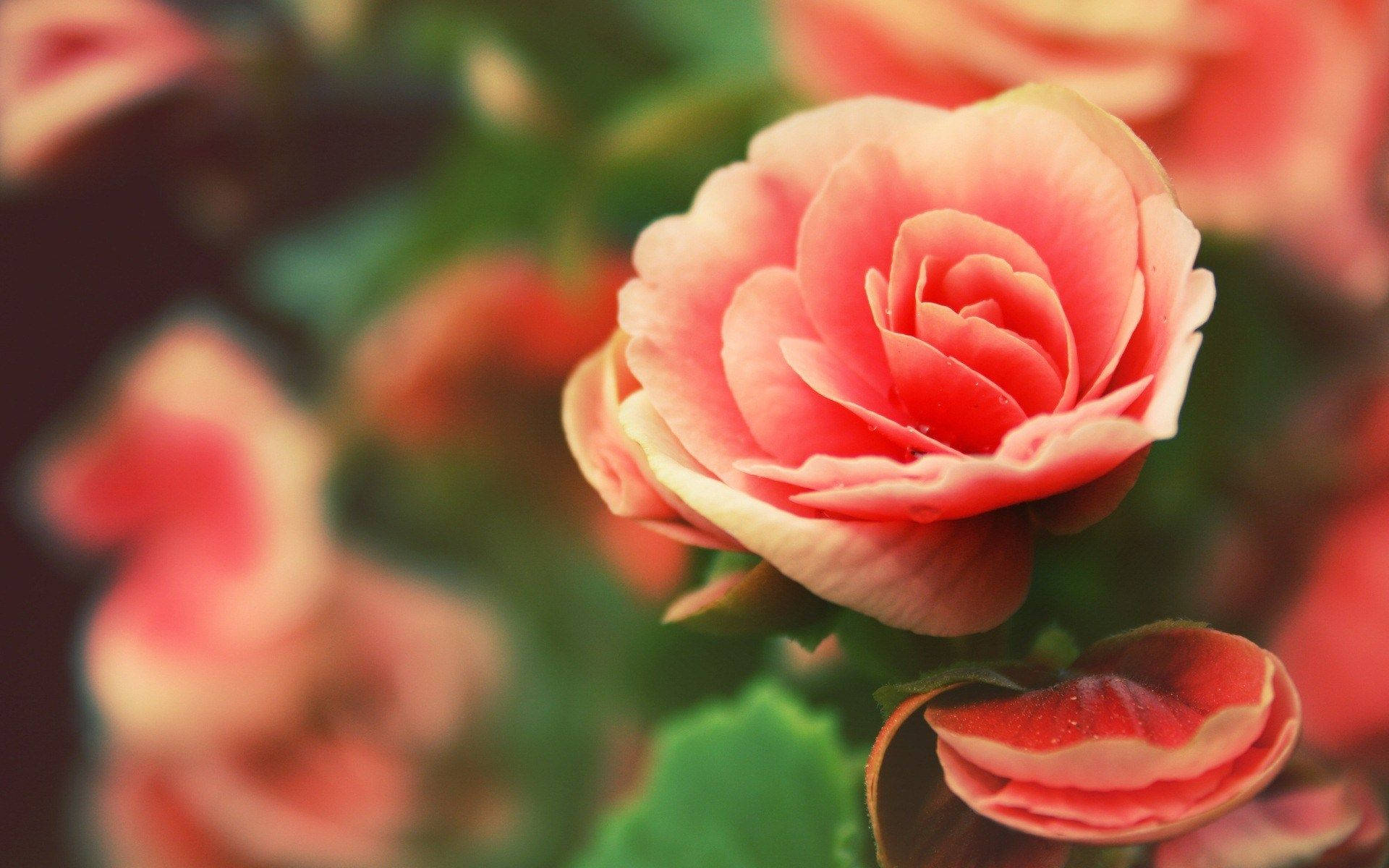 A Pink Flower Is In Bloom With Green Leaves Background