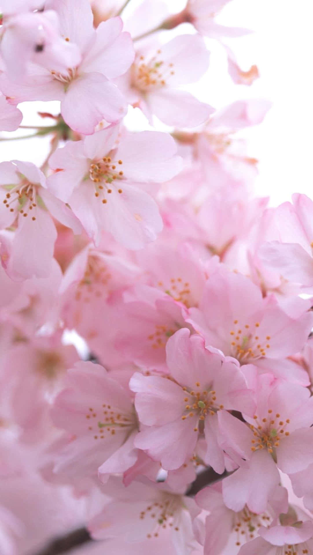 A Pink Flower Is On A Branch Background