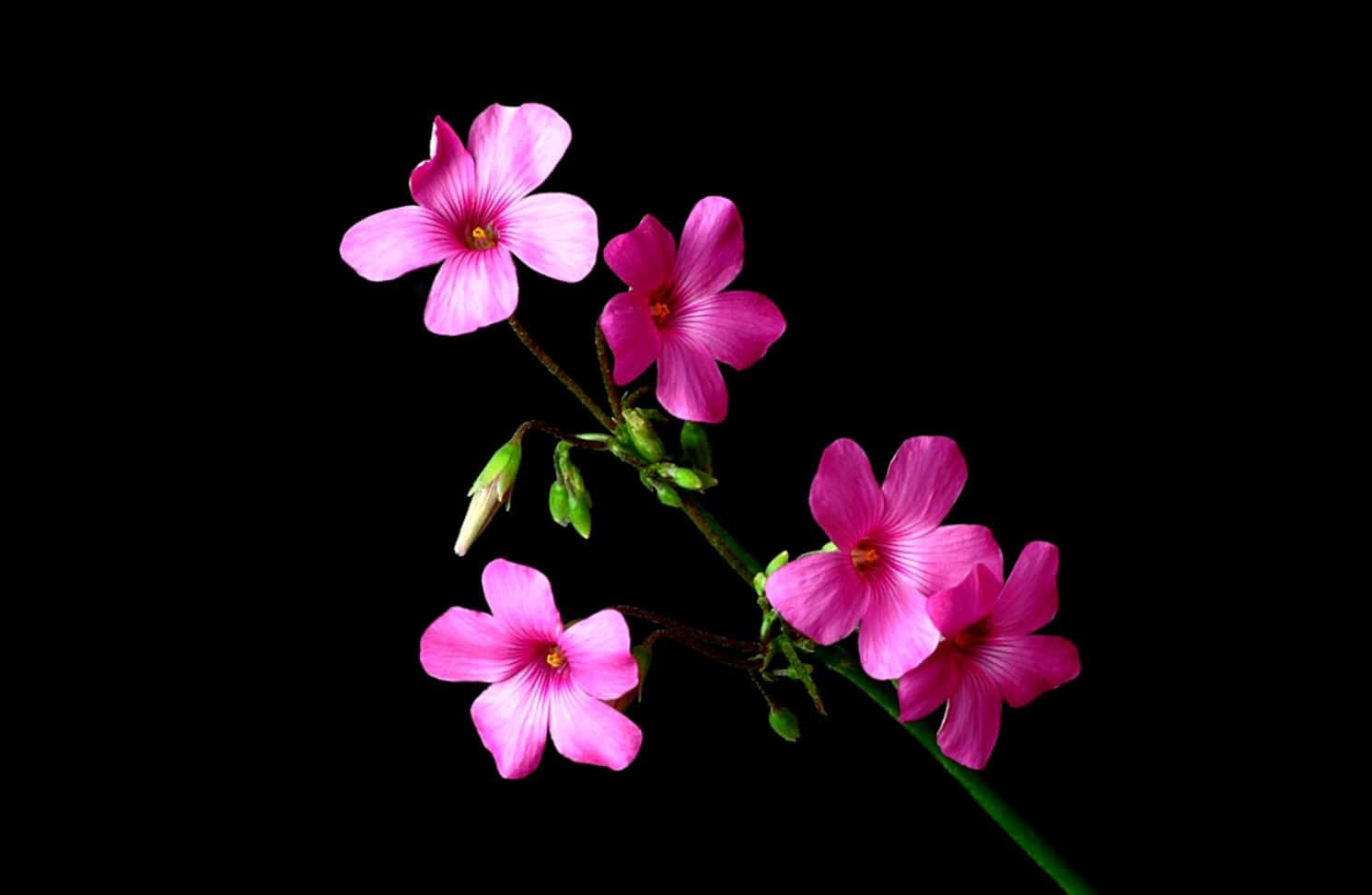 A Pink Flower Is On A Stem Against A Black Background Background