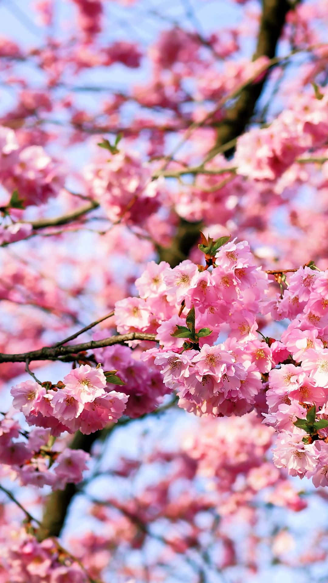 A Pink Flower Is On A Tree Background