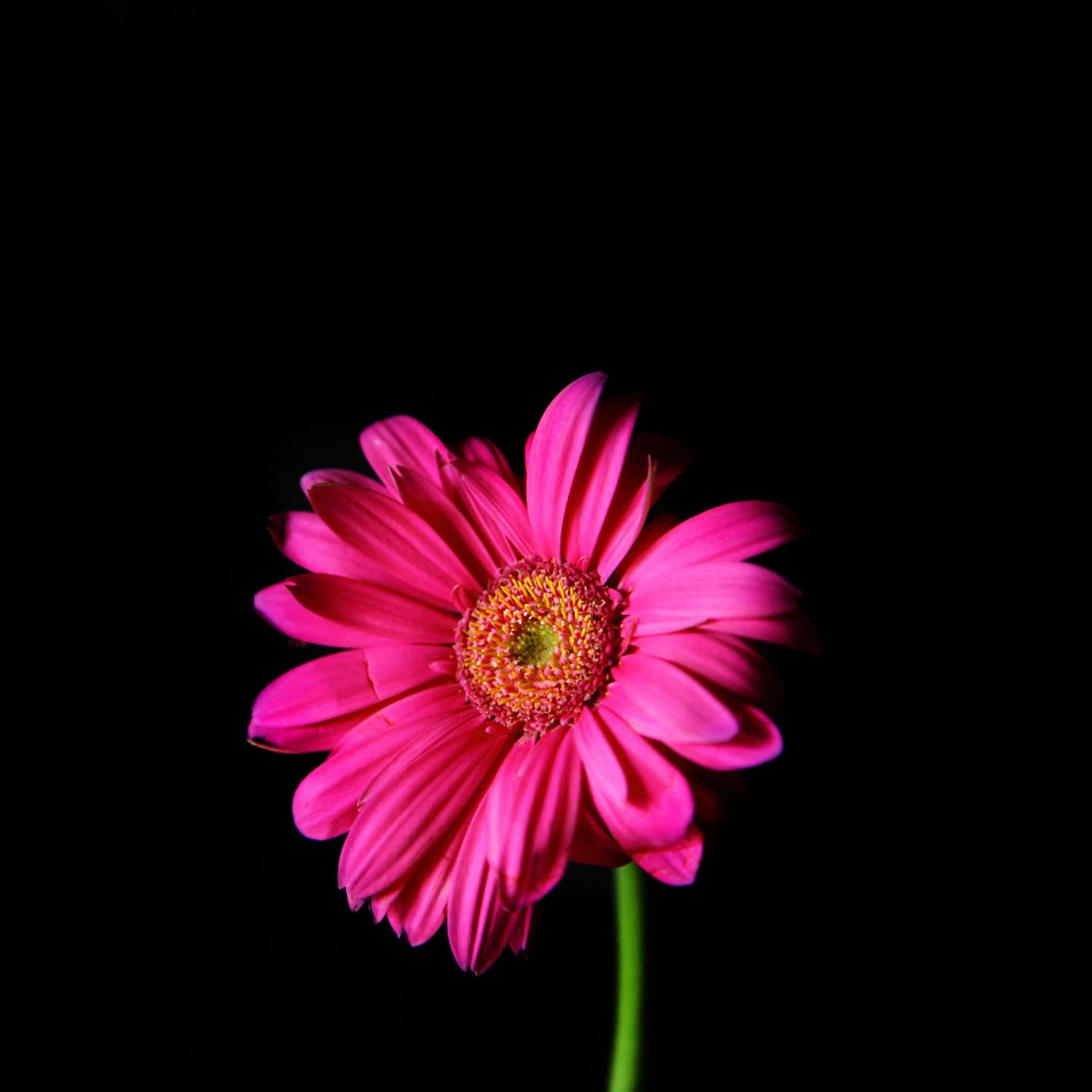 A Pink Flower Is Shown Against A Black Background Background