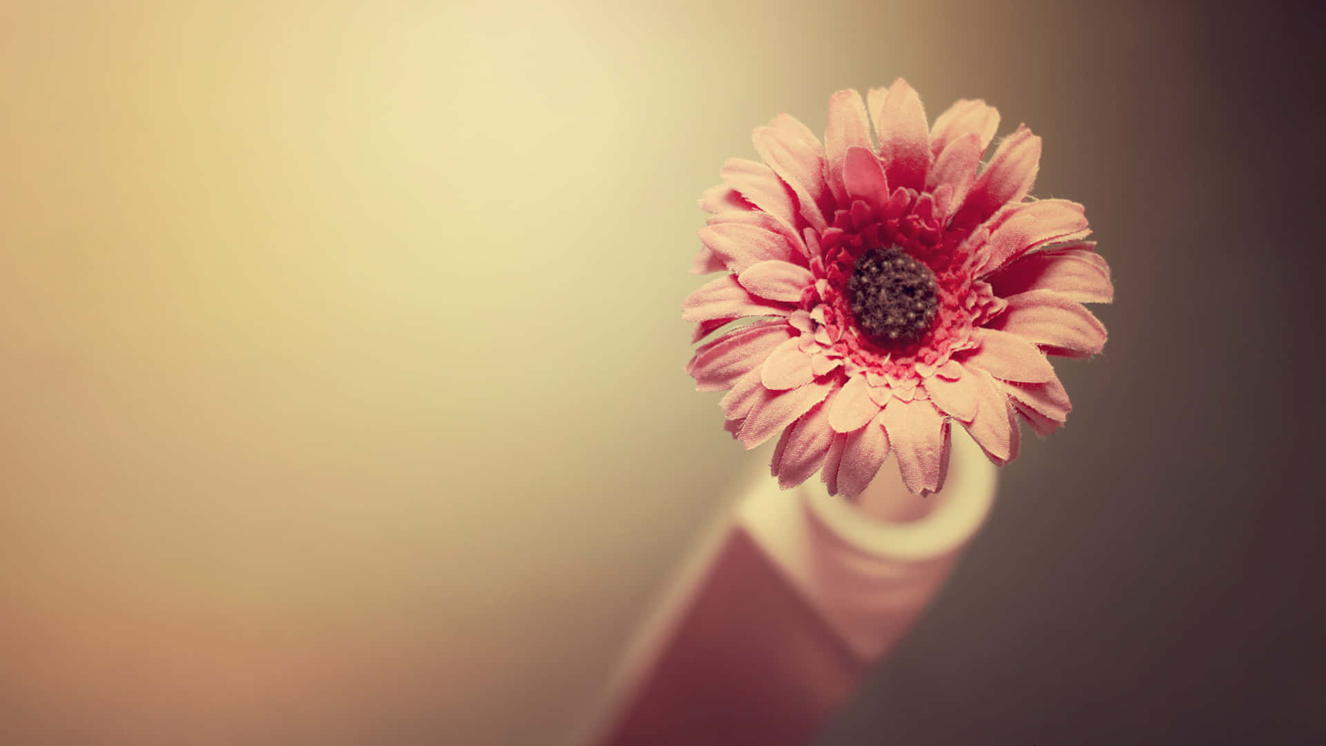 A Pink Flower Is Sitting On Top Of A Vase Background