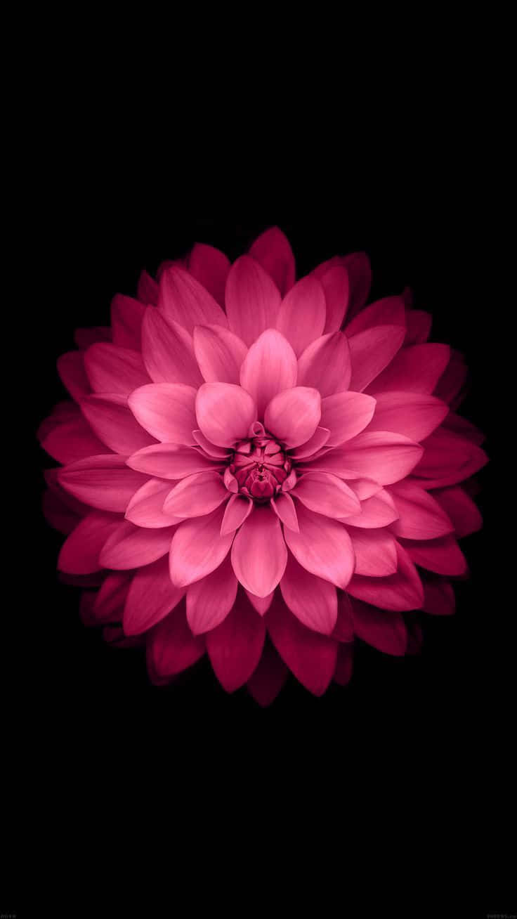 A Pink Flower On A Black Background Background