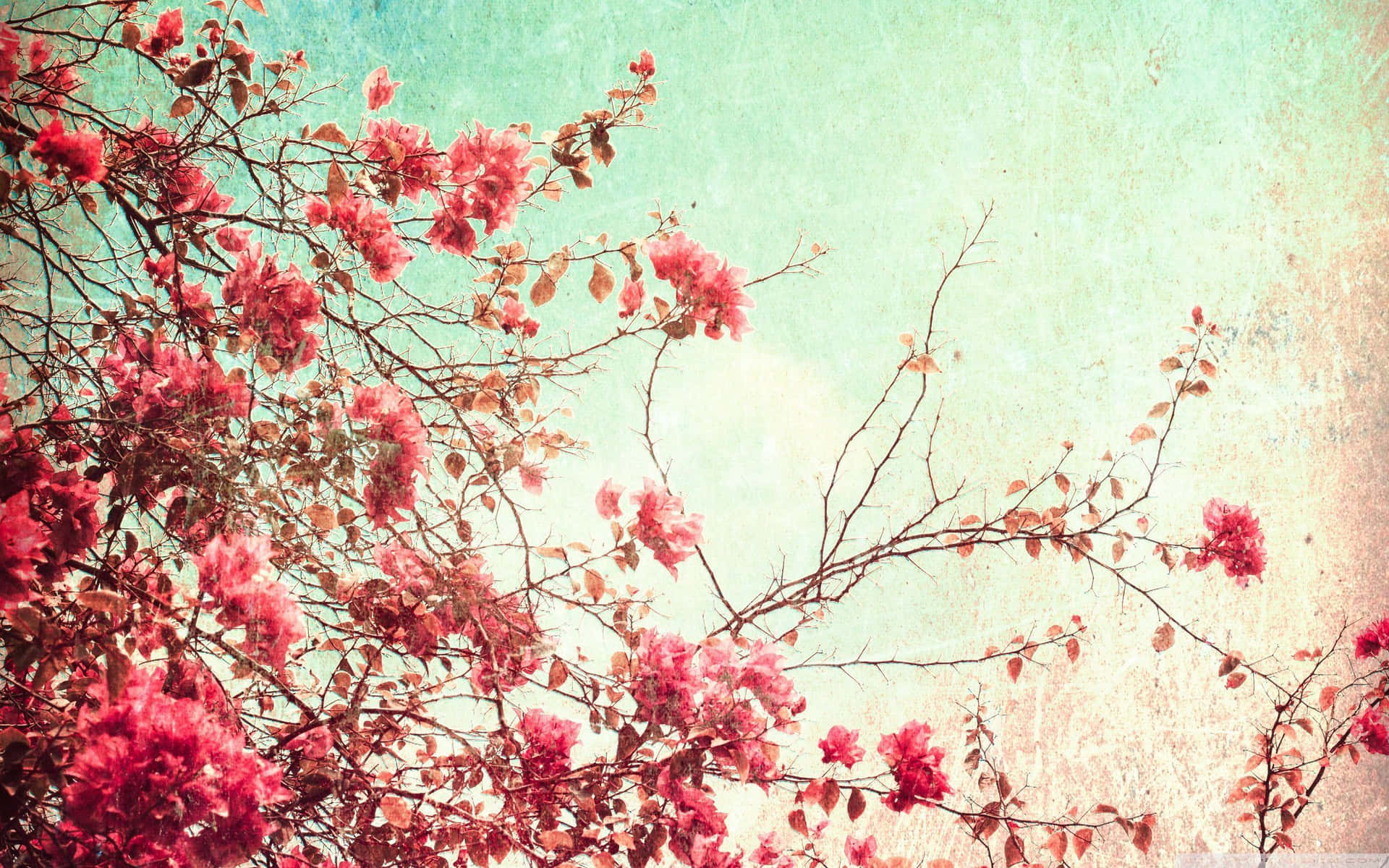 A Pink Flower On A Branch Background