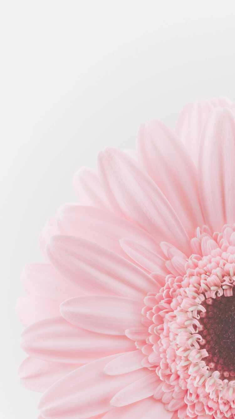 A Pink Flower On A White Background Background