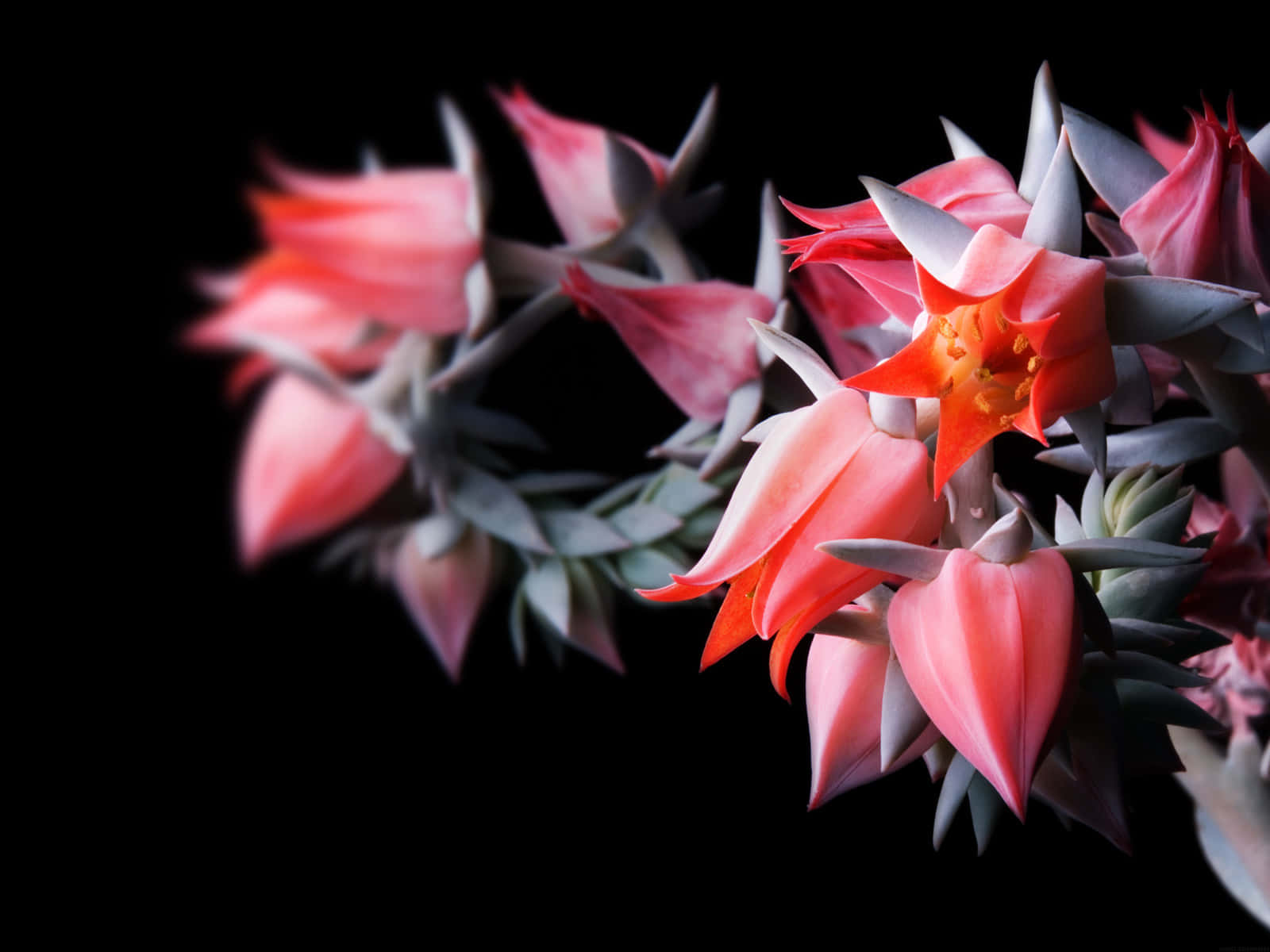 A Pink Flower With A Black Background Background