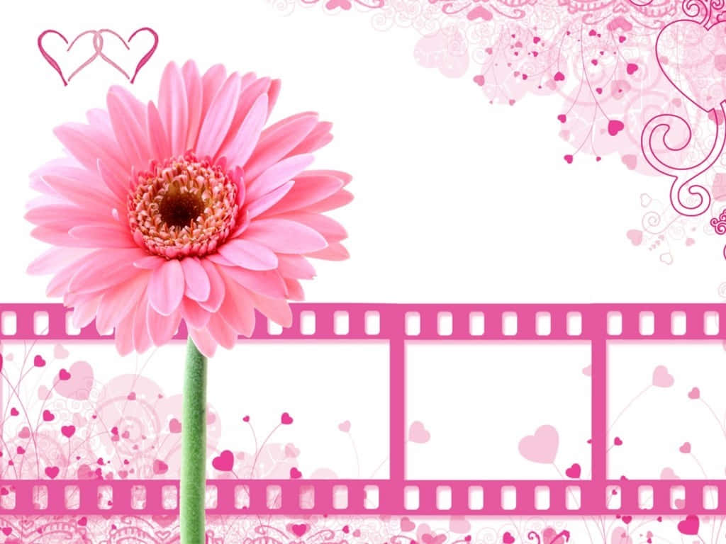 A Pink Flower With A Film Strip Background Background