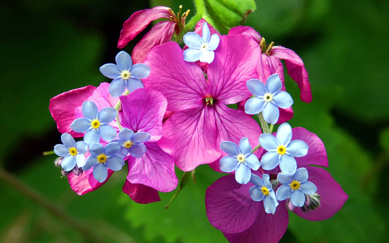 A Pink Flower With Blue Flowers Background