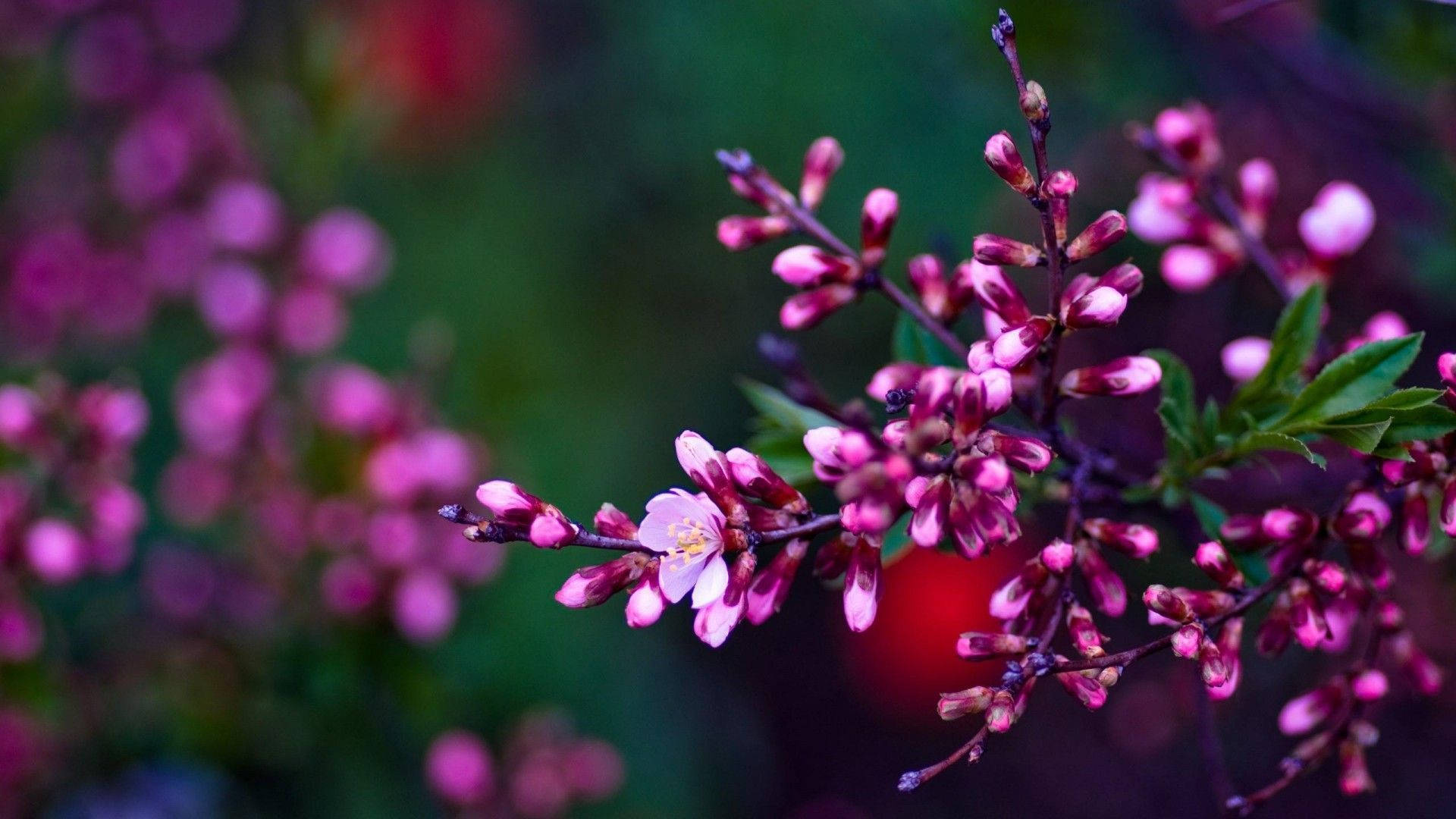 A Pink Flower With Green Leaves And Purple Flowers Background