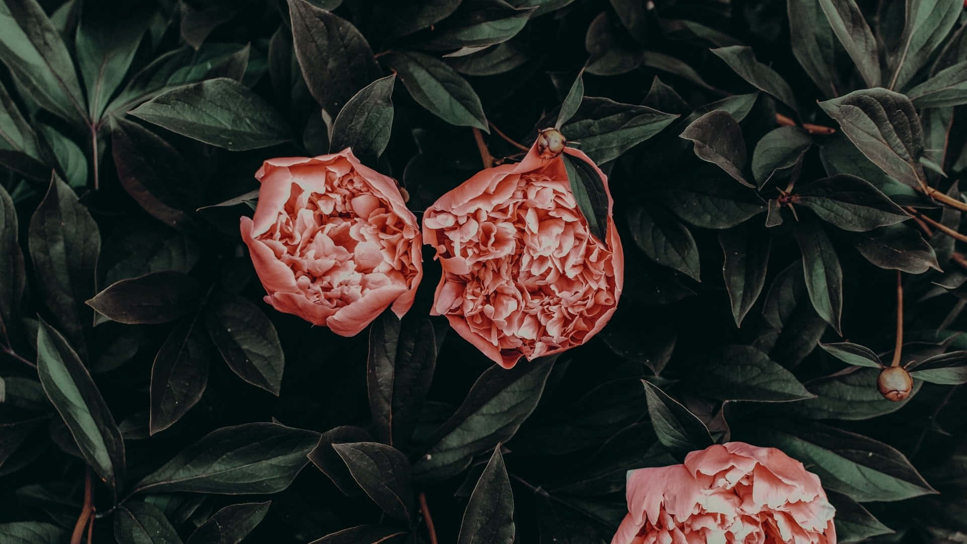 A Pink Flower With Leaves On It Background