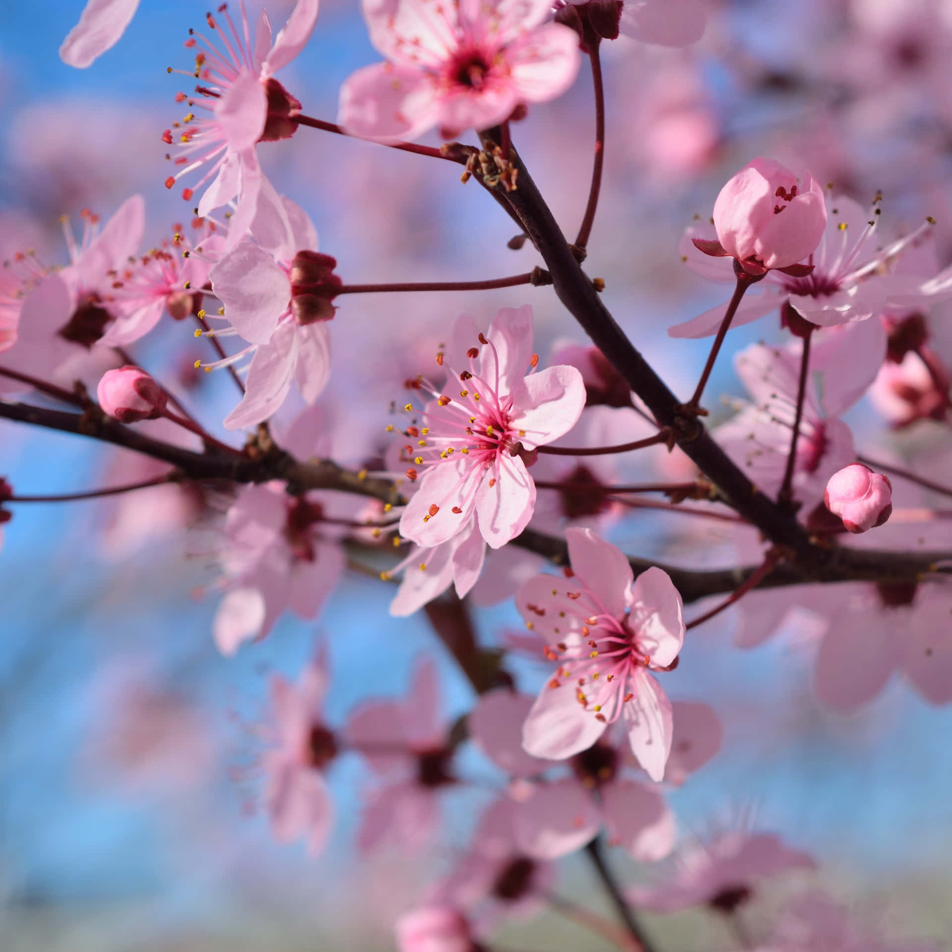 A Pink Flowering Tree Background