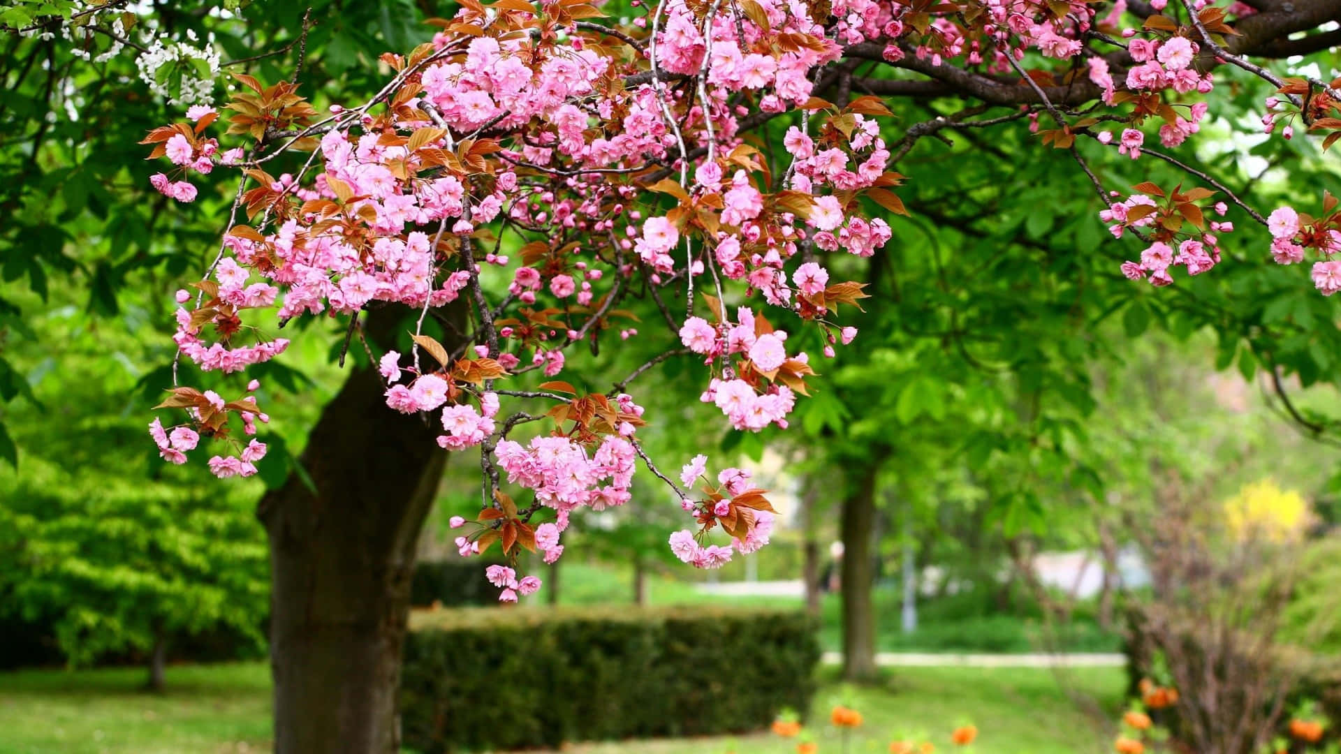 A Pink Flowering Tree In A Park Background