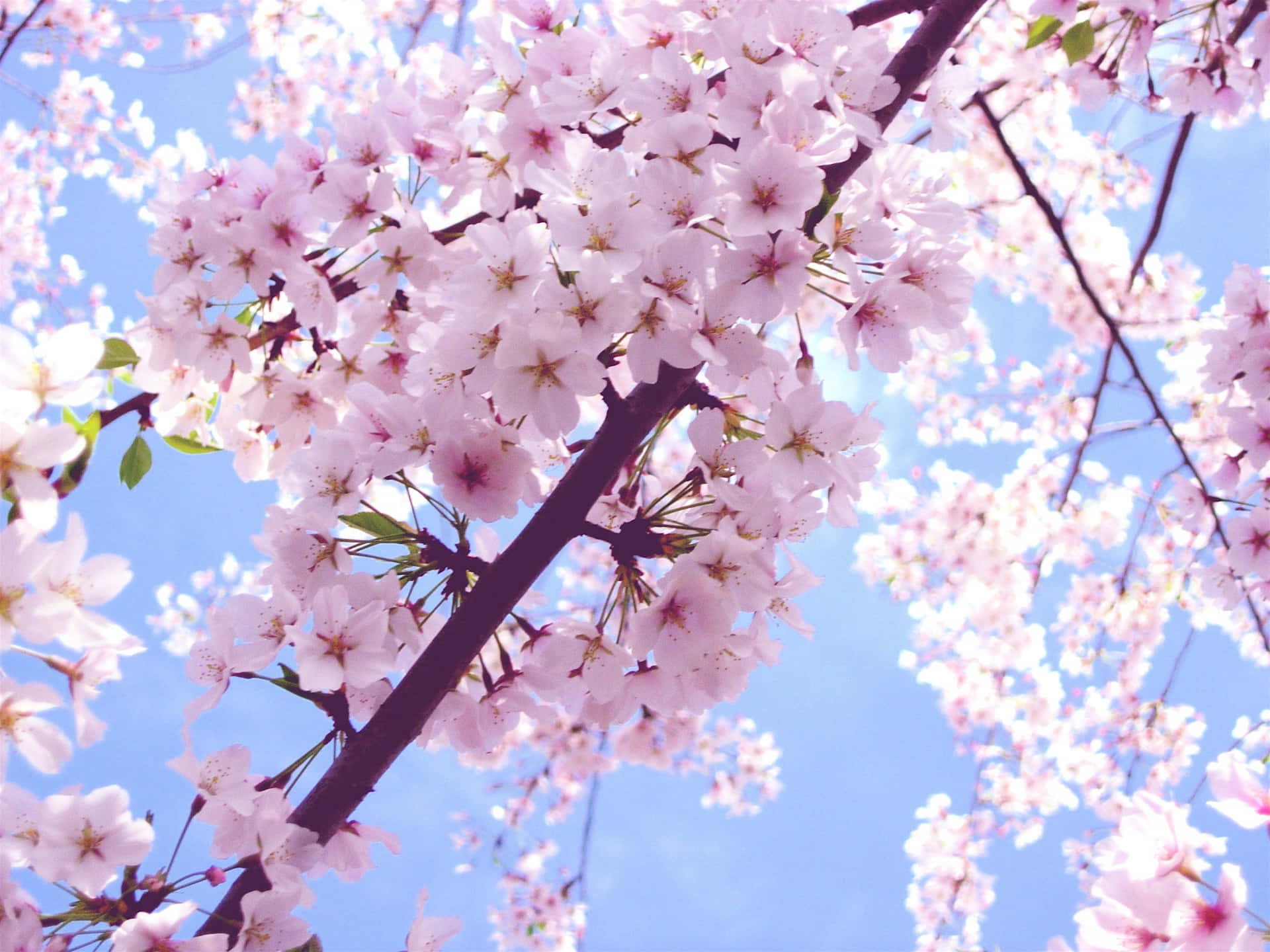 A Pink-hued Cherry Blossom Tree Stands Tall Against A Bright Blue Sky Background