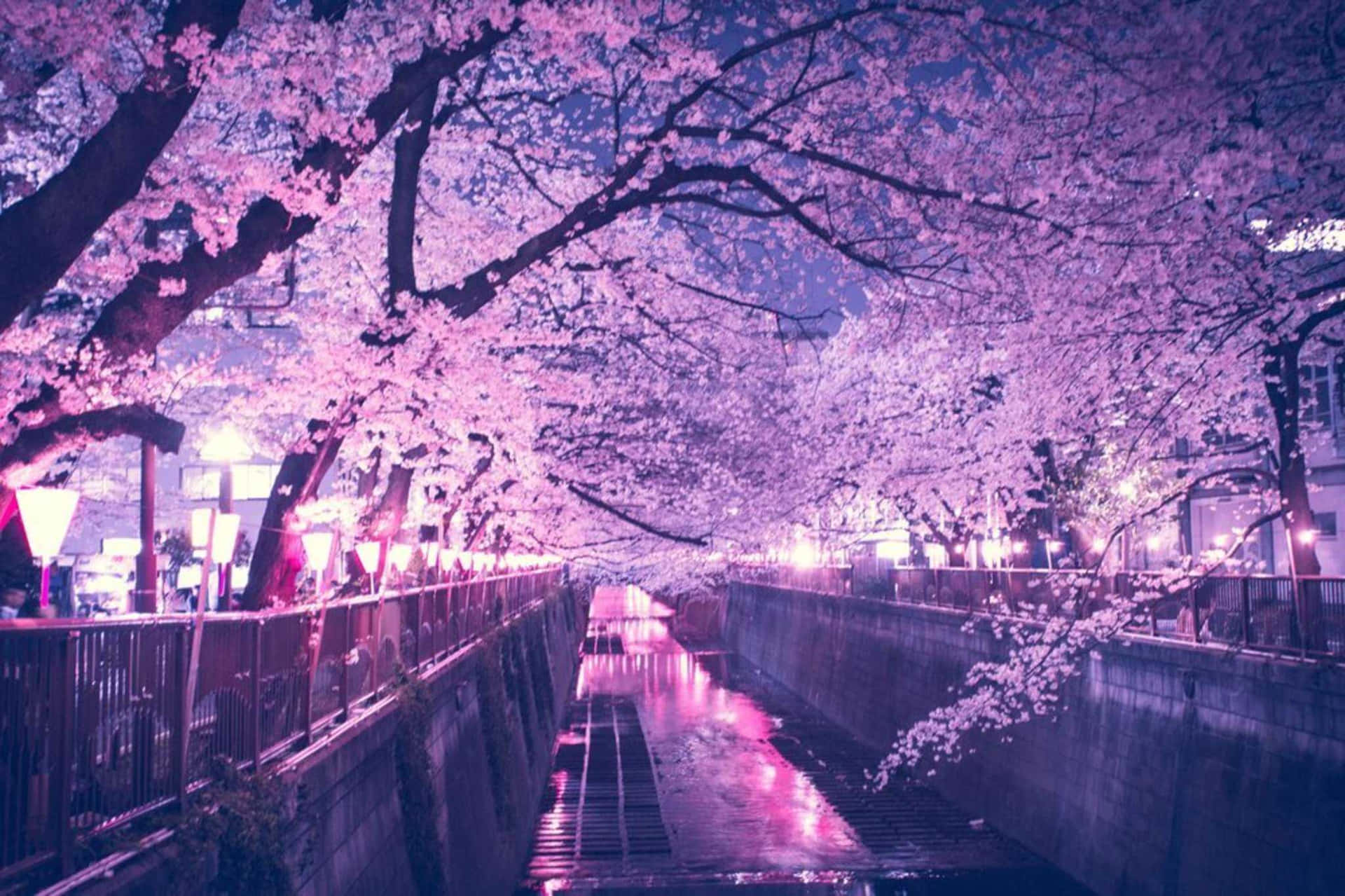 A Pink Lit Up River With Cherry Blossoms Background