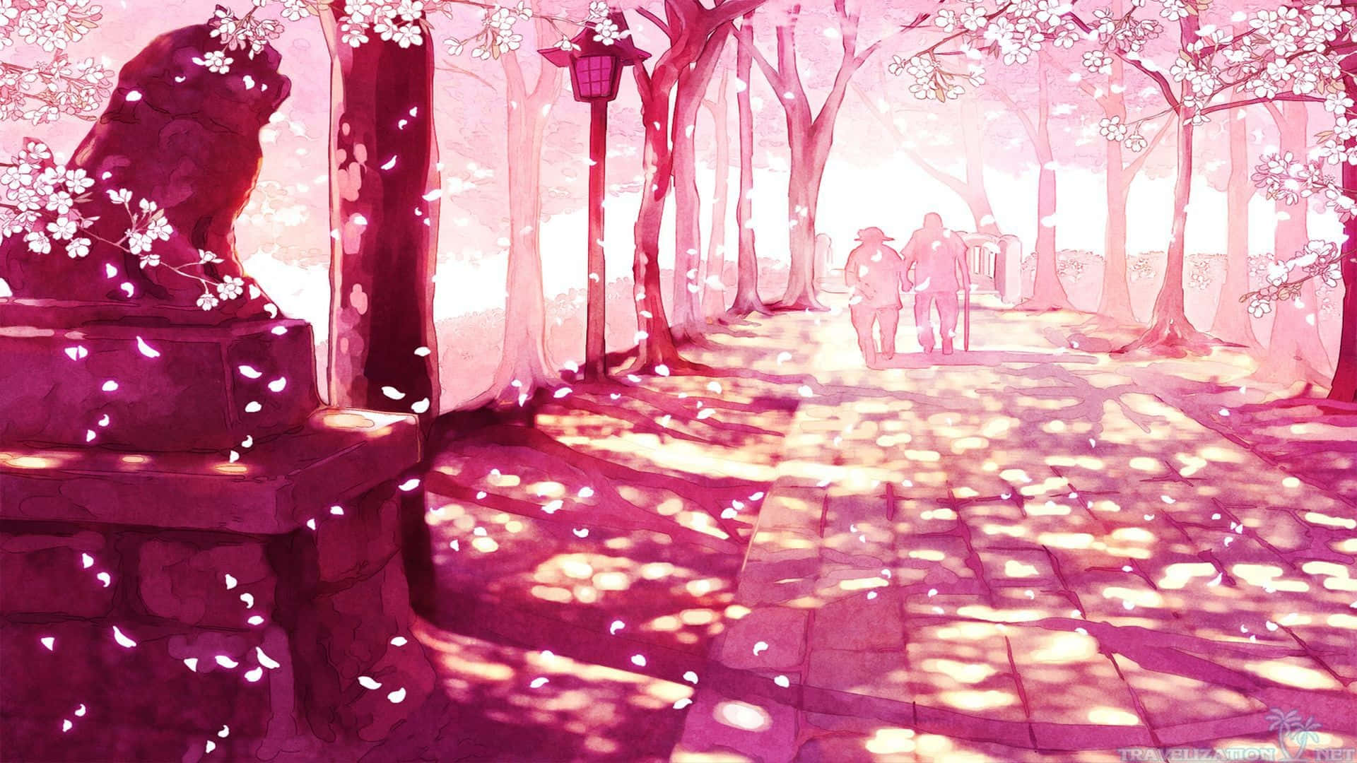 A Pink Path With Cherry Blossoms In The Background Background