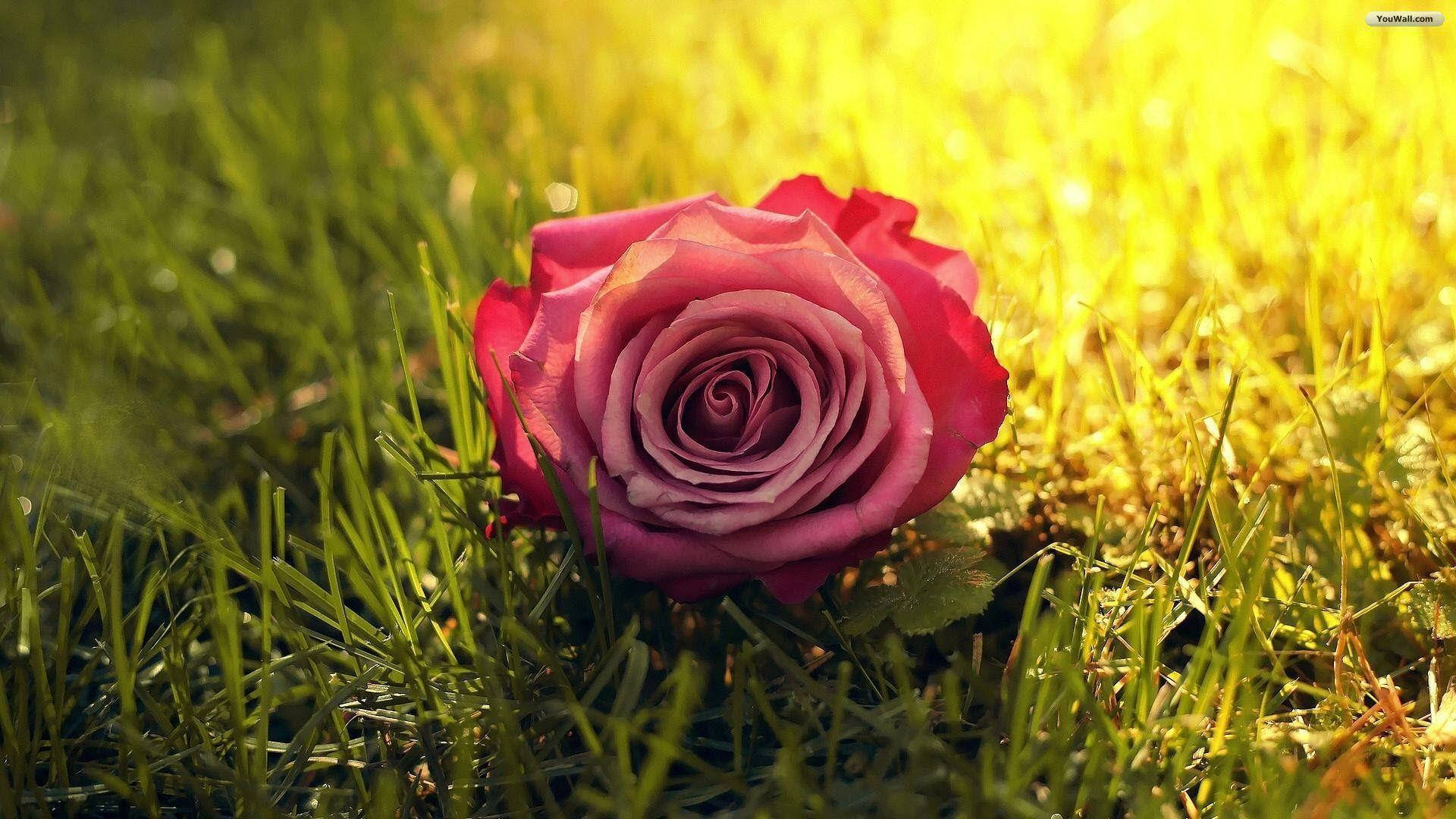 A Pink Rose From A Garden Of Roses Background