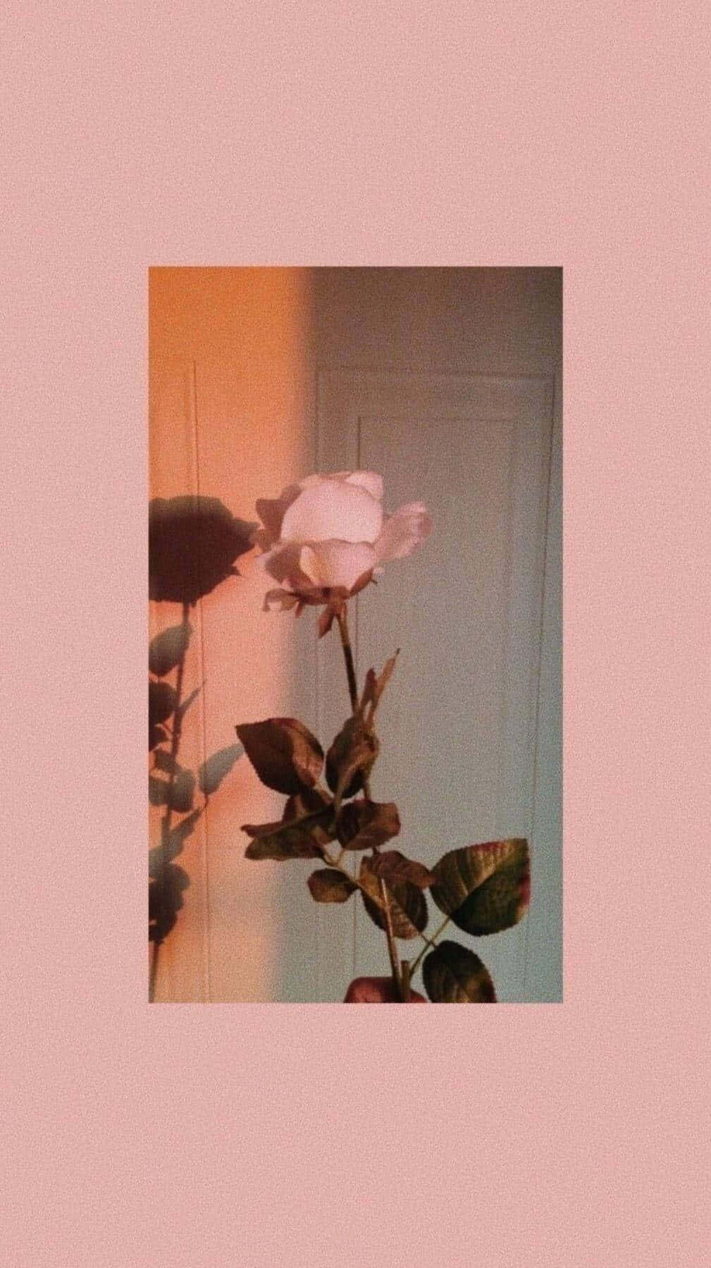 A Pink Rose In Front Of A Door Background
