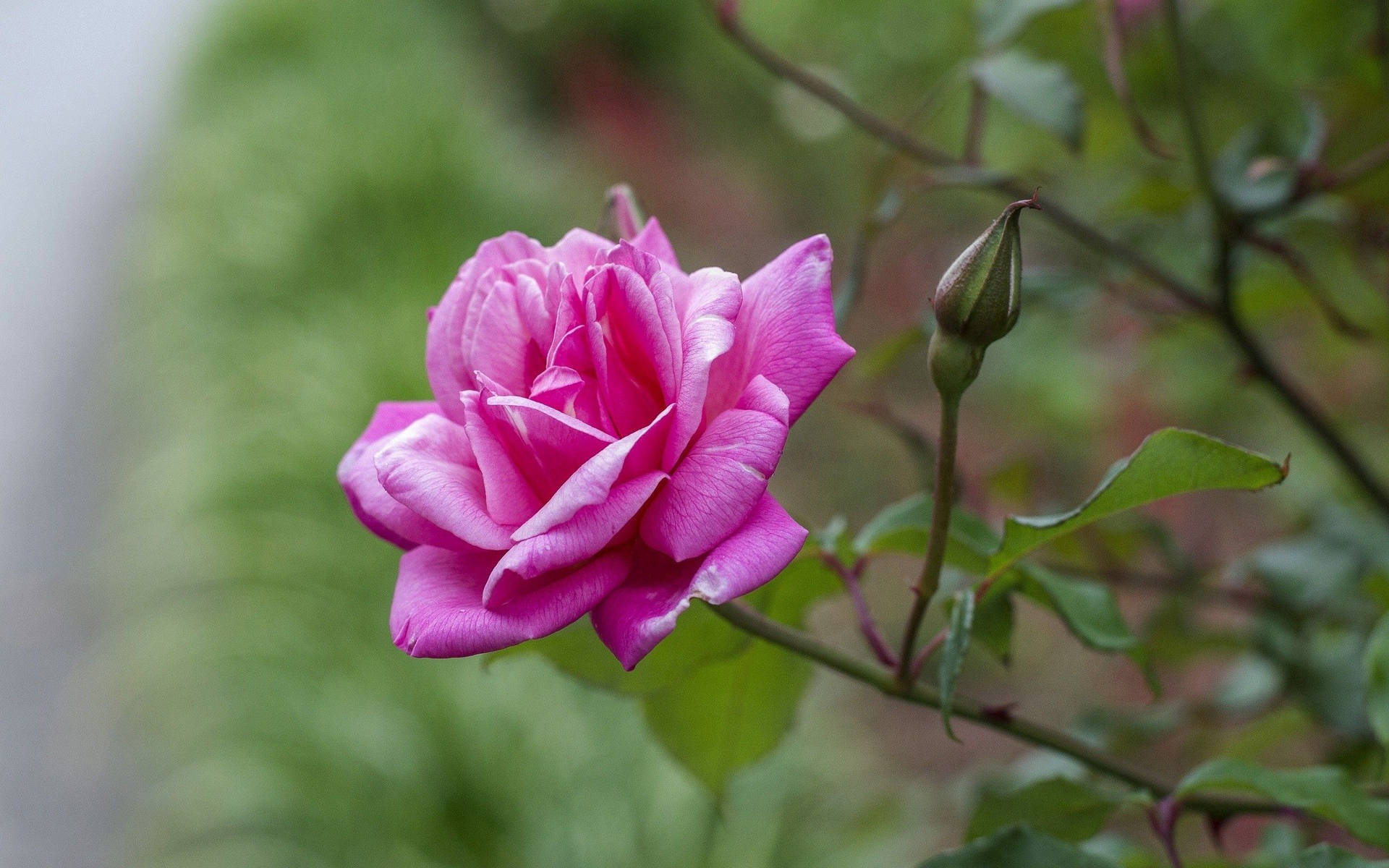 A Pink Rose Is Growing In A Garden Background