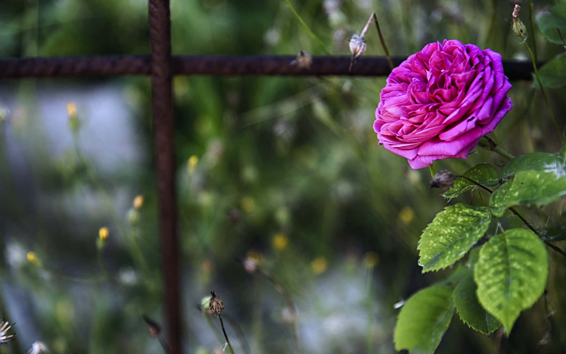 A Pink Rose Is Growing On A Fence Background
