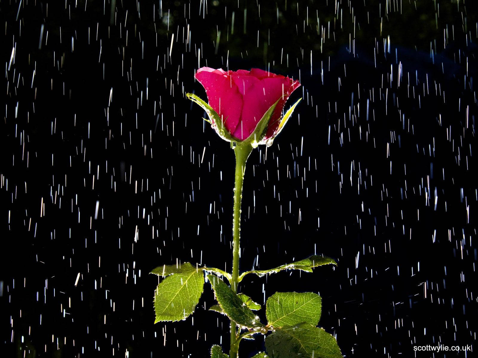 A Pink Rose Is In The Rain With Rain Drops Falling On It Background
