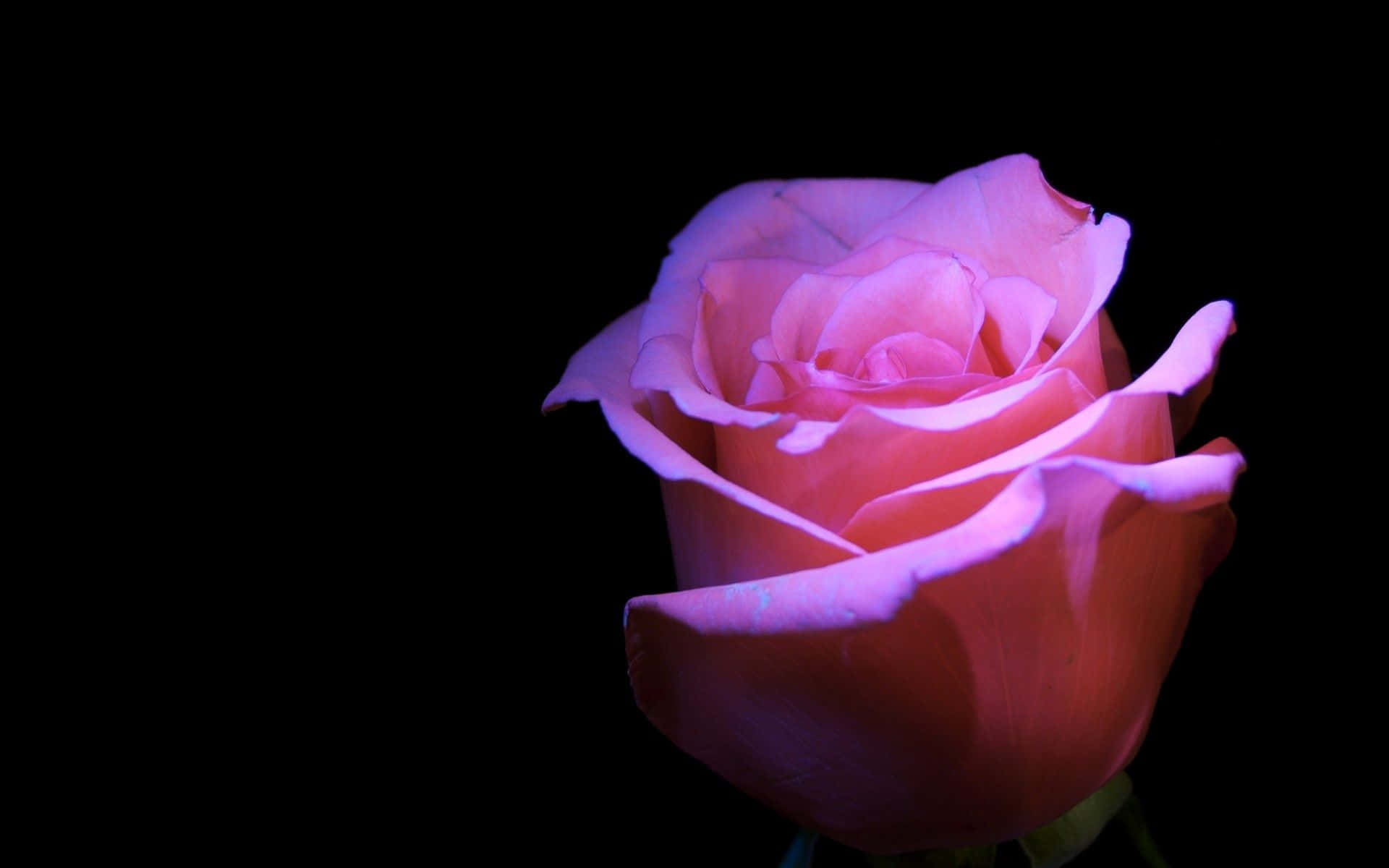 A Pink Rose Is Lit Up Against A Black Background Background