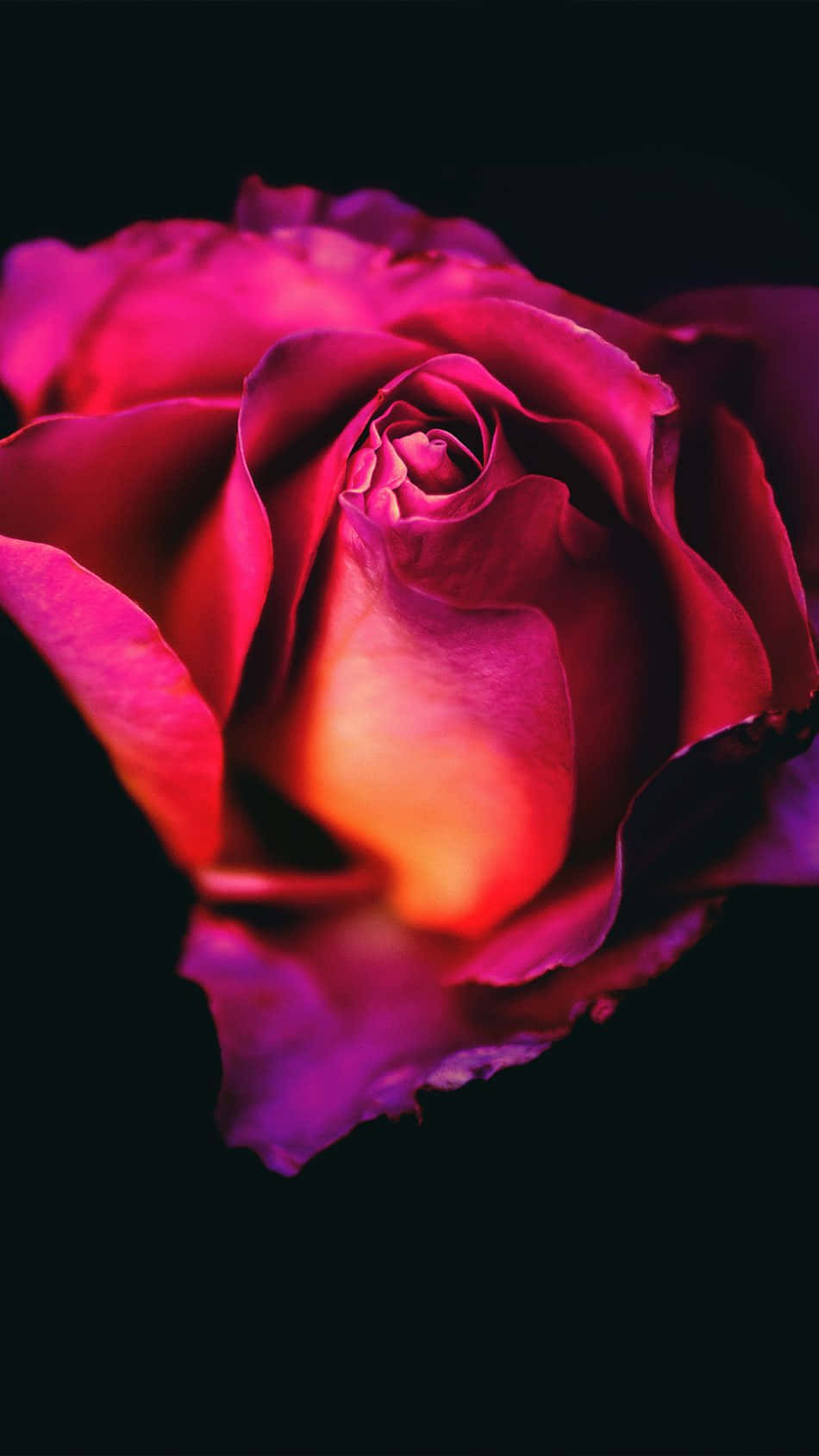 A Pink Rose Is Shown Against A Black Background