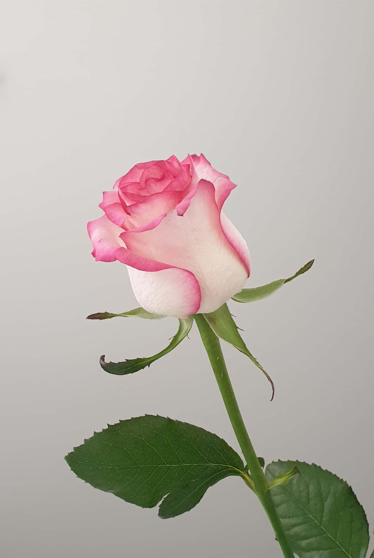 A Pink Rose Is Shown Against A White Background Background