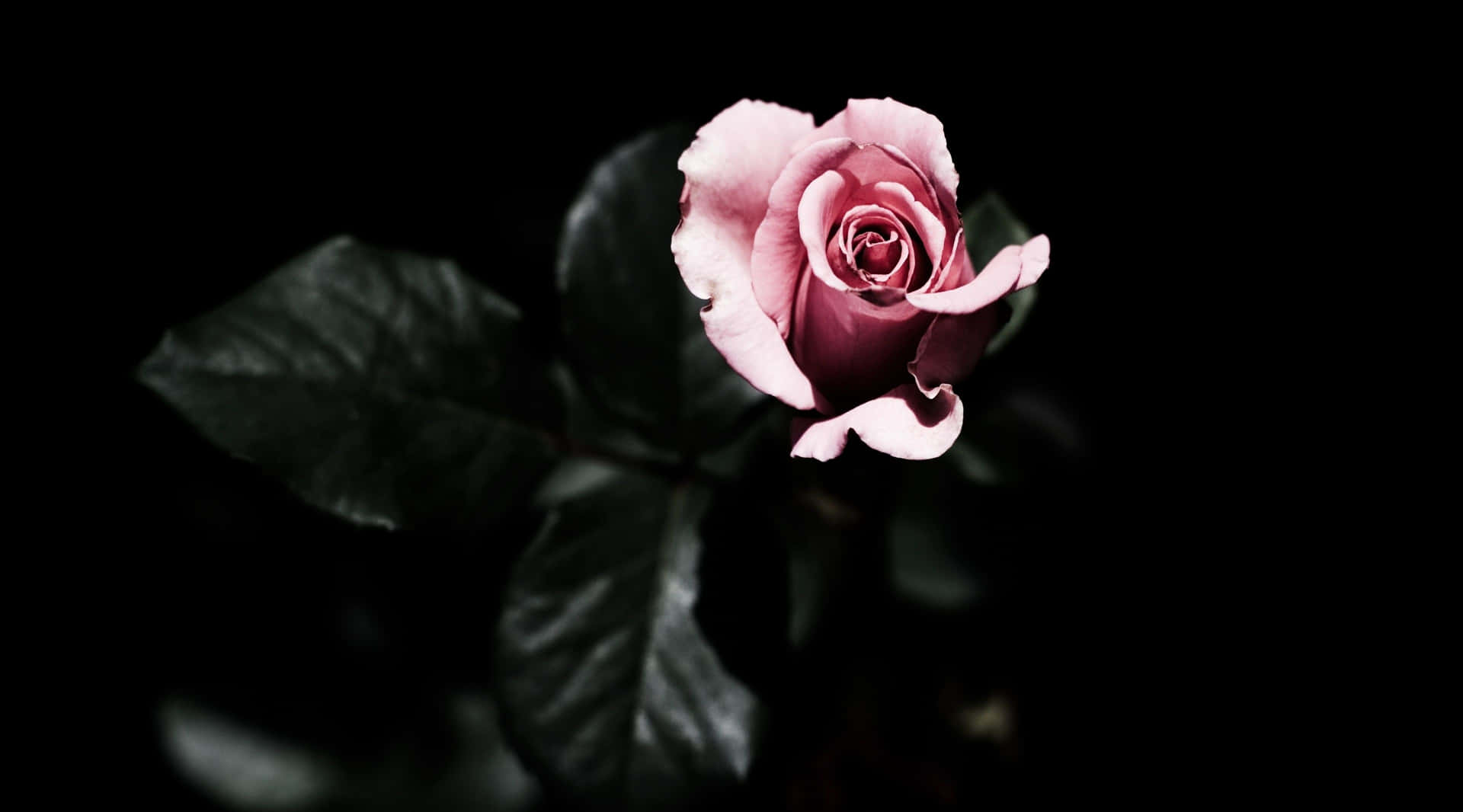 A Pink Rose Is Shown In The Dark Background