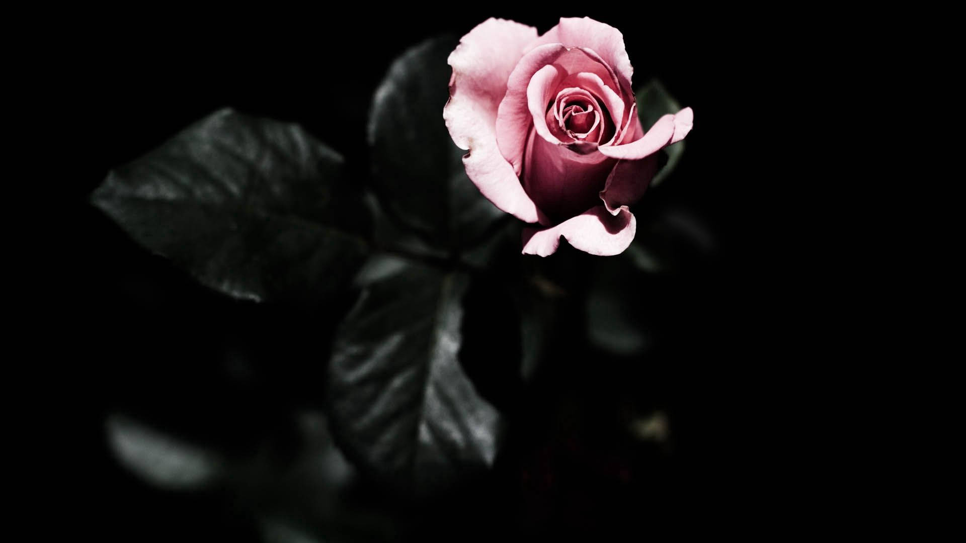 A Pink Rose Is Shown In The Dark Background