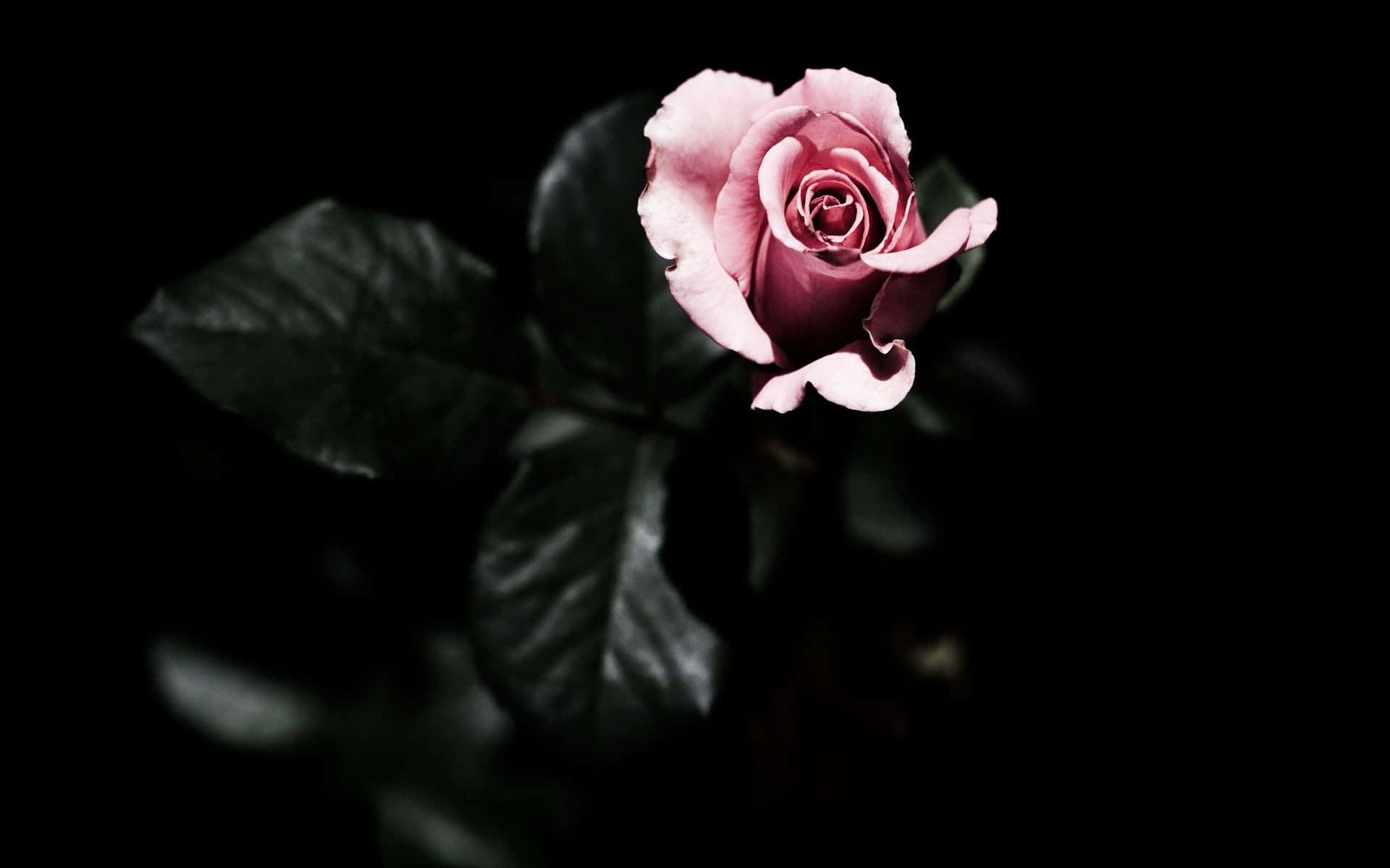 A Pink Rose Is Shown In The Dark Background