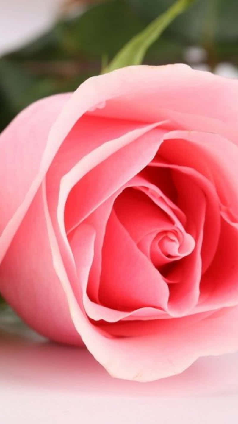 A Pink Rose Is Shown On A White Background Background