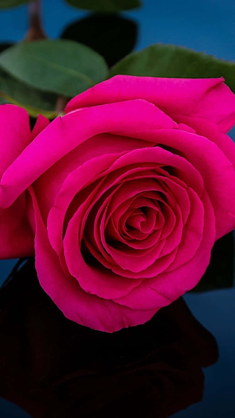 A Pink Rose Is Sitting On A Black Surface Background