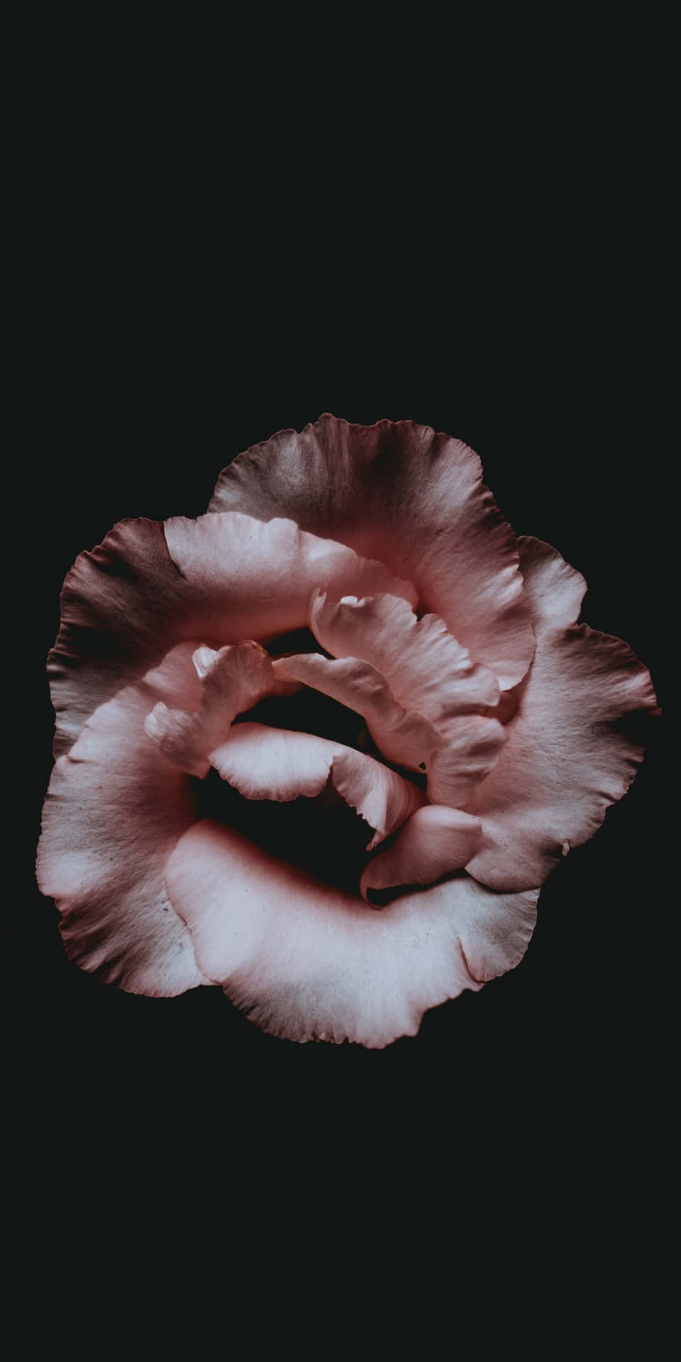 A Pink Rose On A Black Background Background