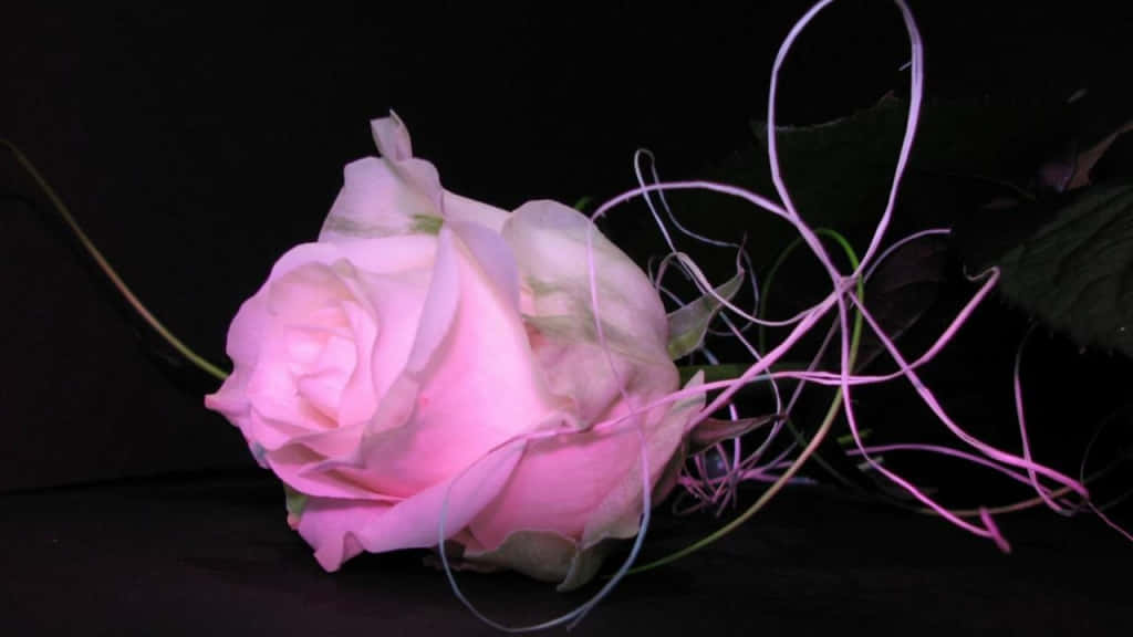 A Pink Rose With A Pink Light Shining On It Background