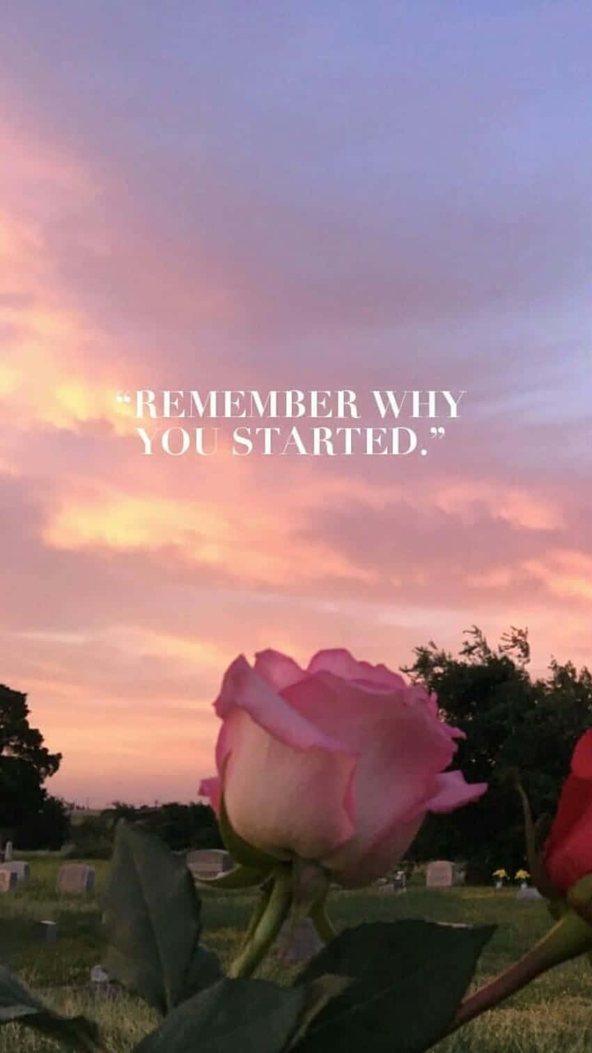 A Pink Rose With The Words Remember Why You Didn't Start? Background