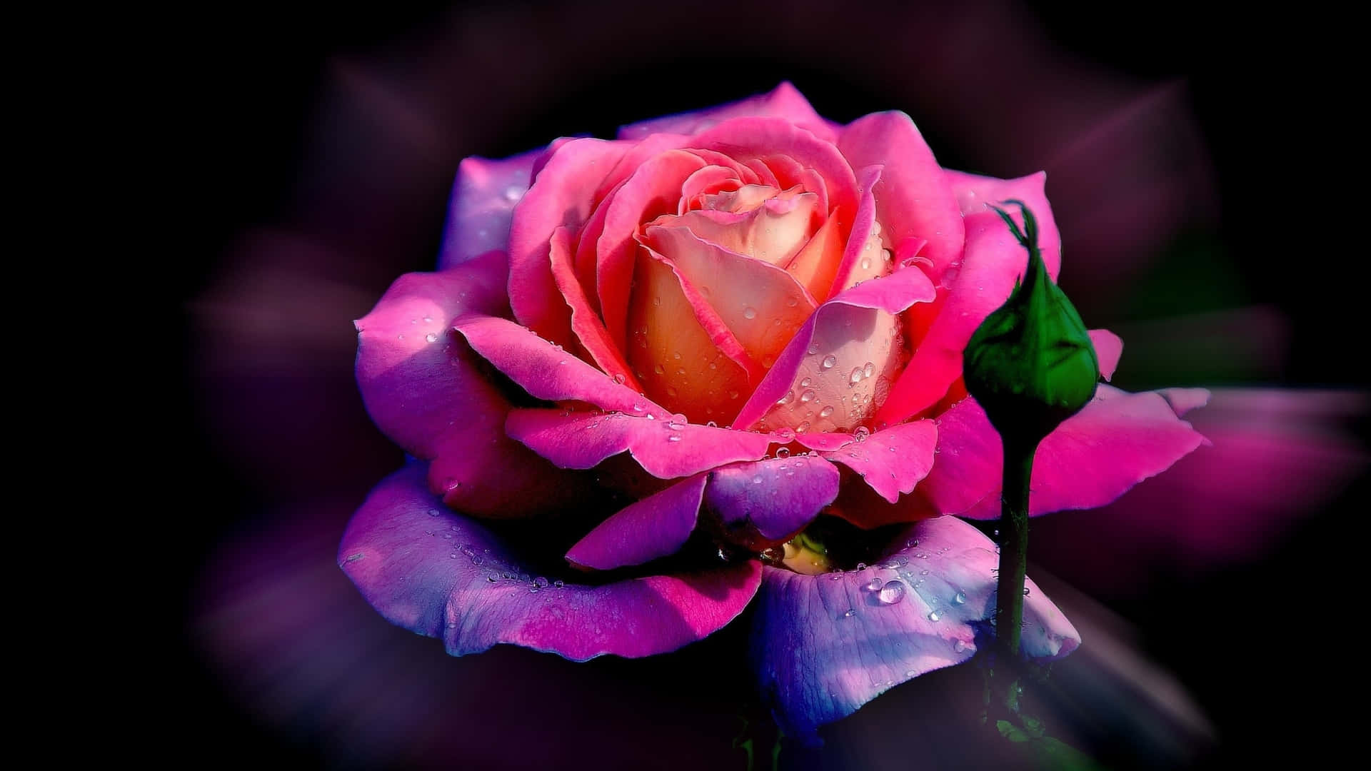 A Pink Rose With Water Droplets On It Background