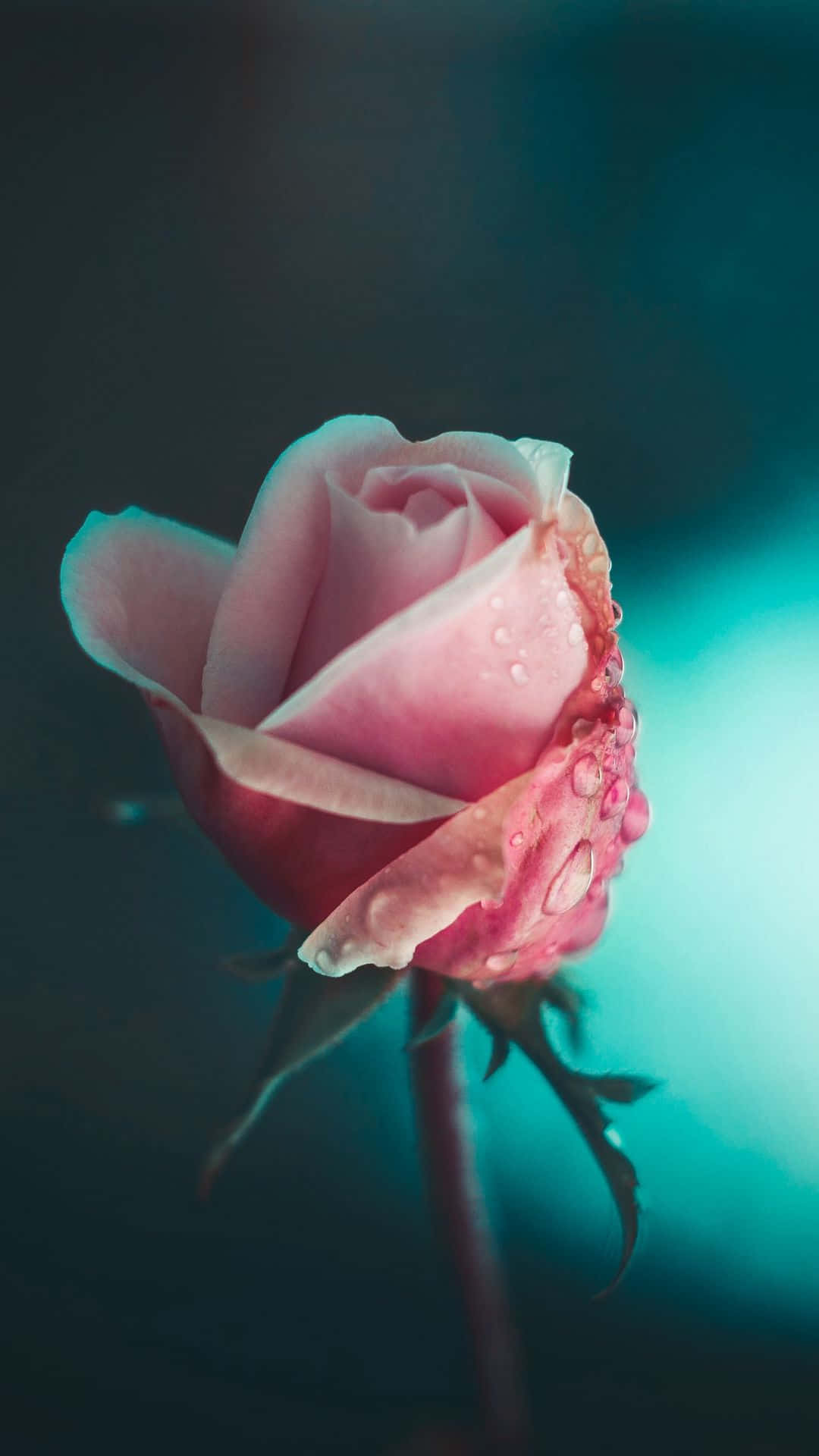 A Pink Rose With Water Droplets On It Background