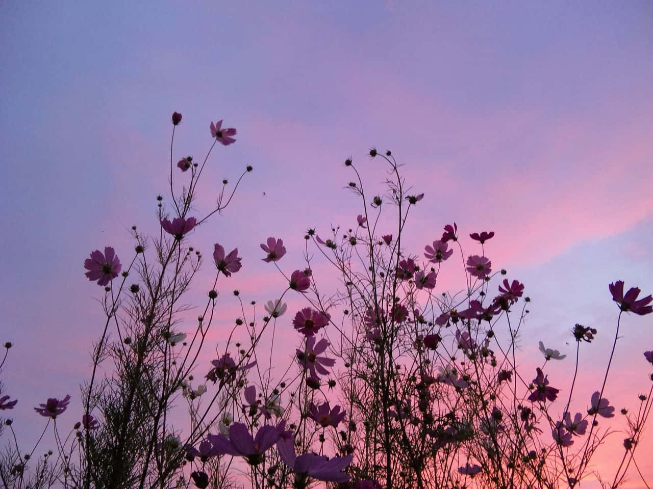 A Pink Sky With Flowers In The Background Background