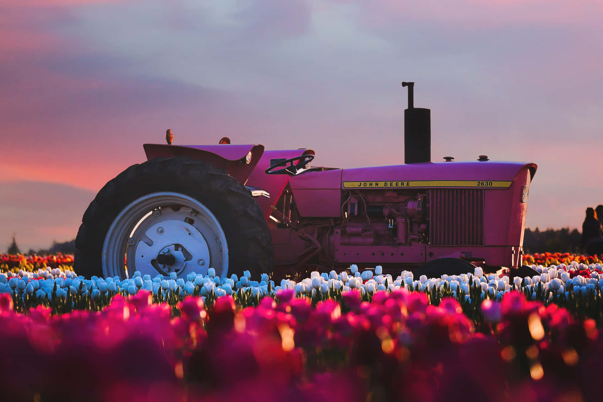 A Pink Tractor In A Field Of Tulips Background