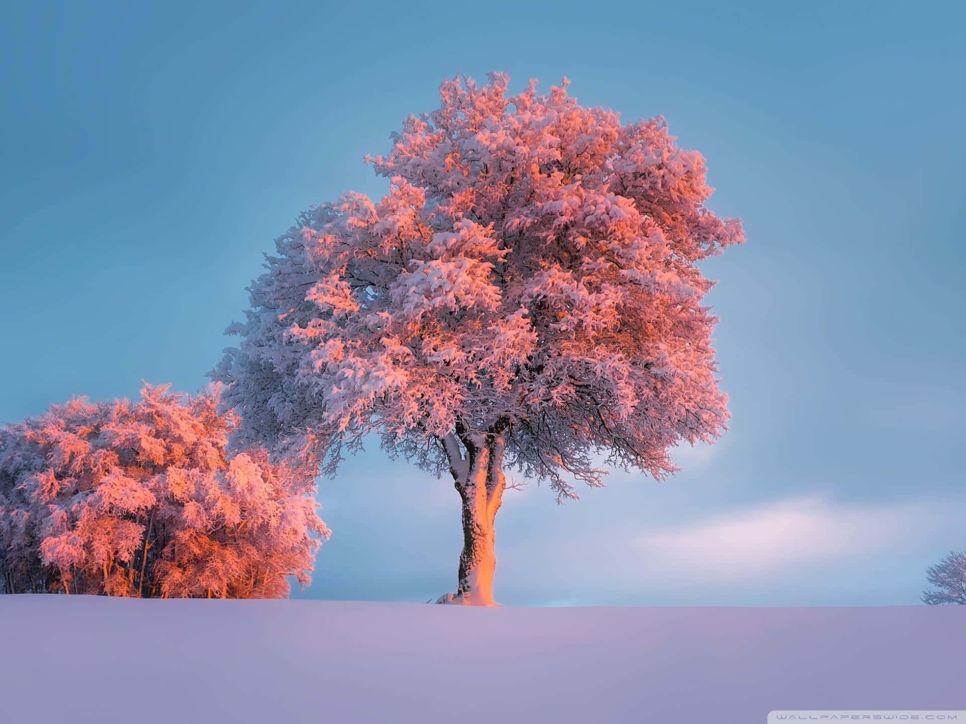 A Pink Tree In The Snow With A Blue Sky