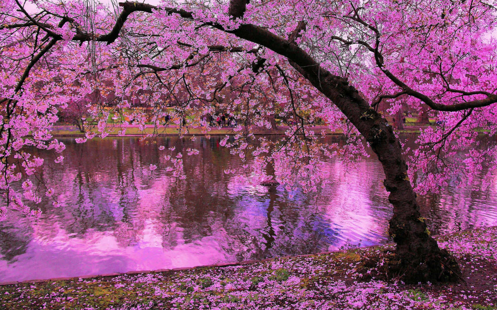 A Pink Tree Is Reflected In The Water Background