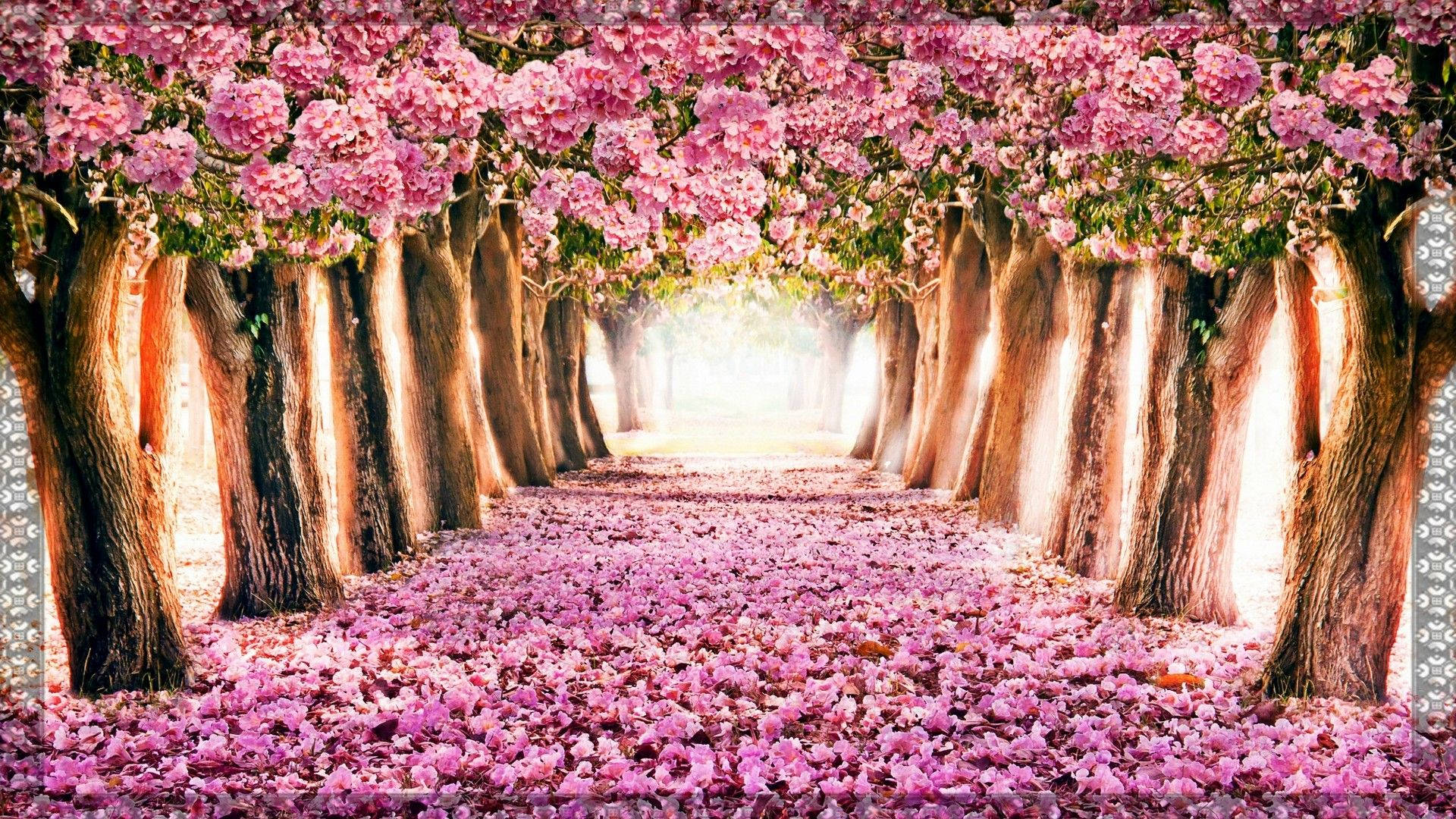 A Pink Tree Lined Path With Flowers Background