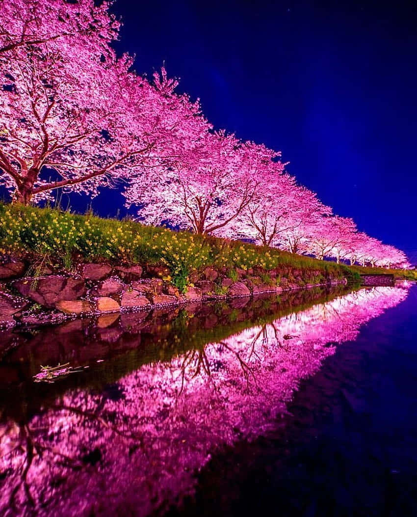 A Pink Tree Reflected In A River Background