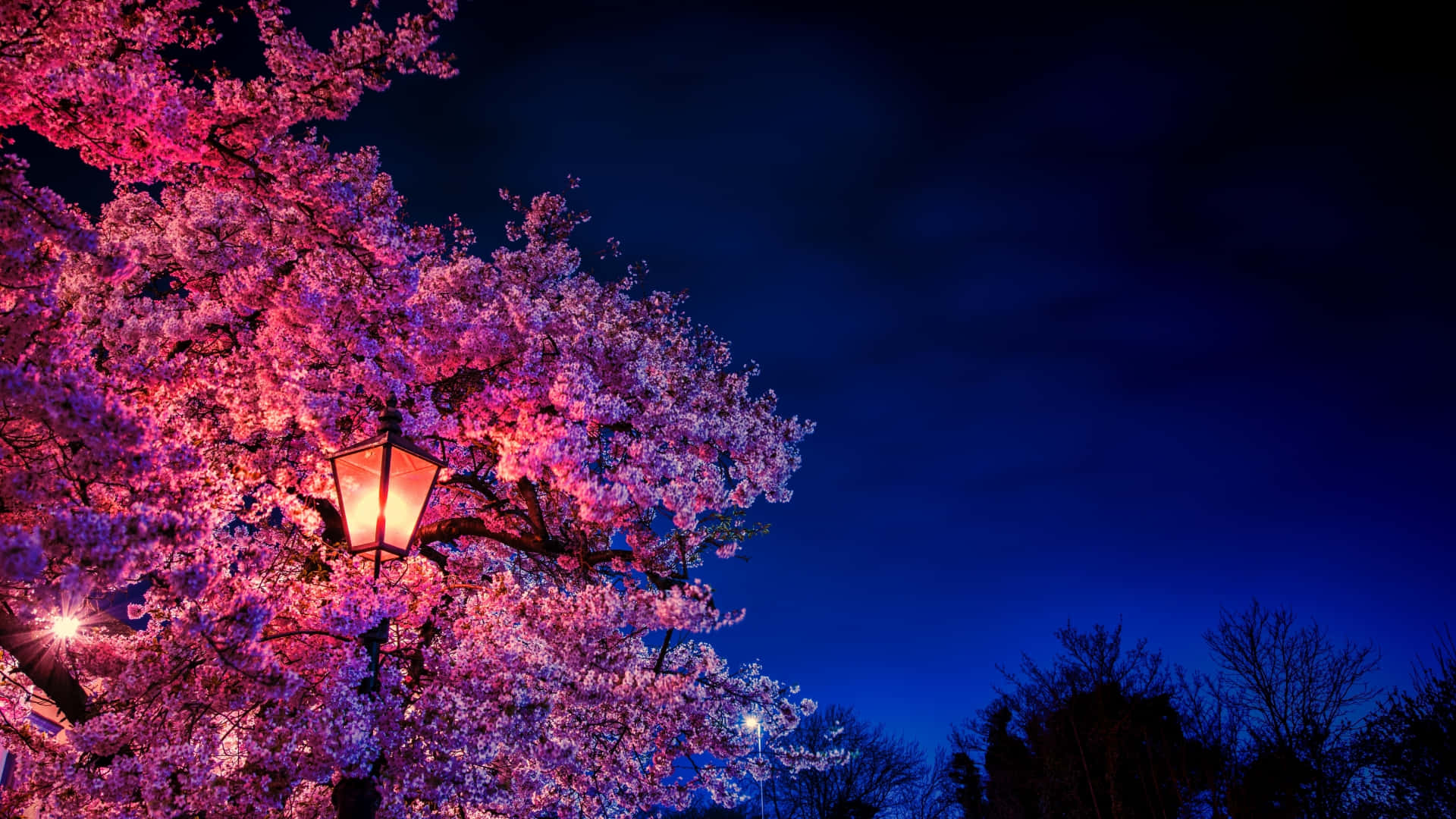 A Pink Tree With A Lamp Post Background